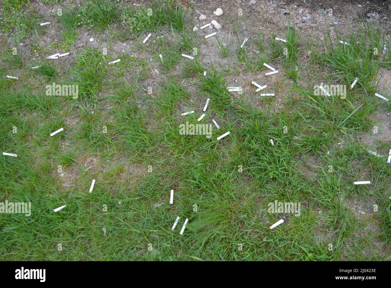 Lebensstil, Rauchen, das Gesundheit tötet. Viele halbräuchliche Zigaretten auf den Boden geworfen. Eine große Anzahl weißer Zigarettenkippen mit Frauenrot Stockfoto