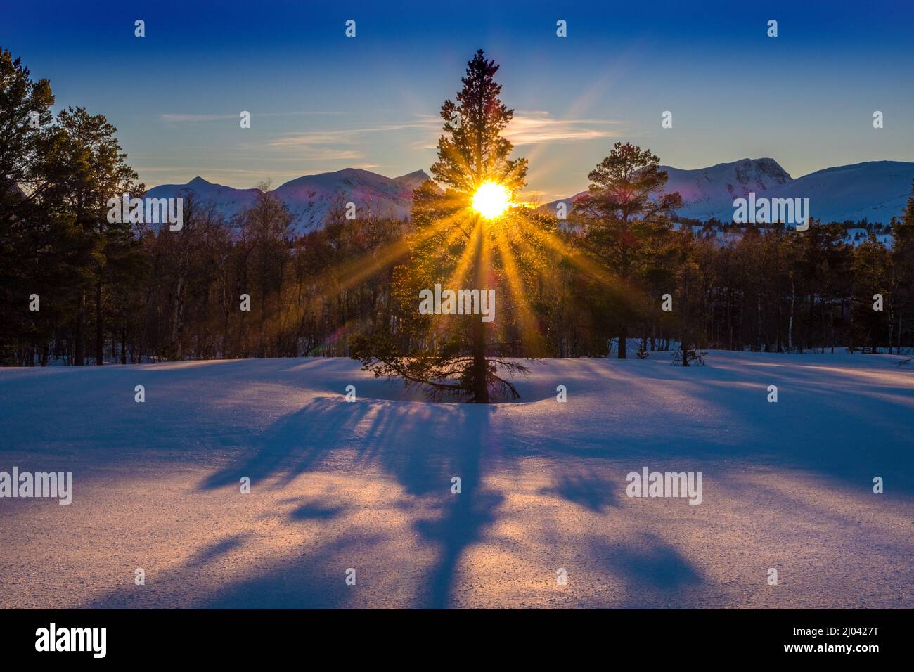 Im Winter strahlt am frühen Morgen in der norwegischen Region Trollheim die Sonne durch die Bäume Stockfoto