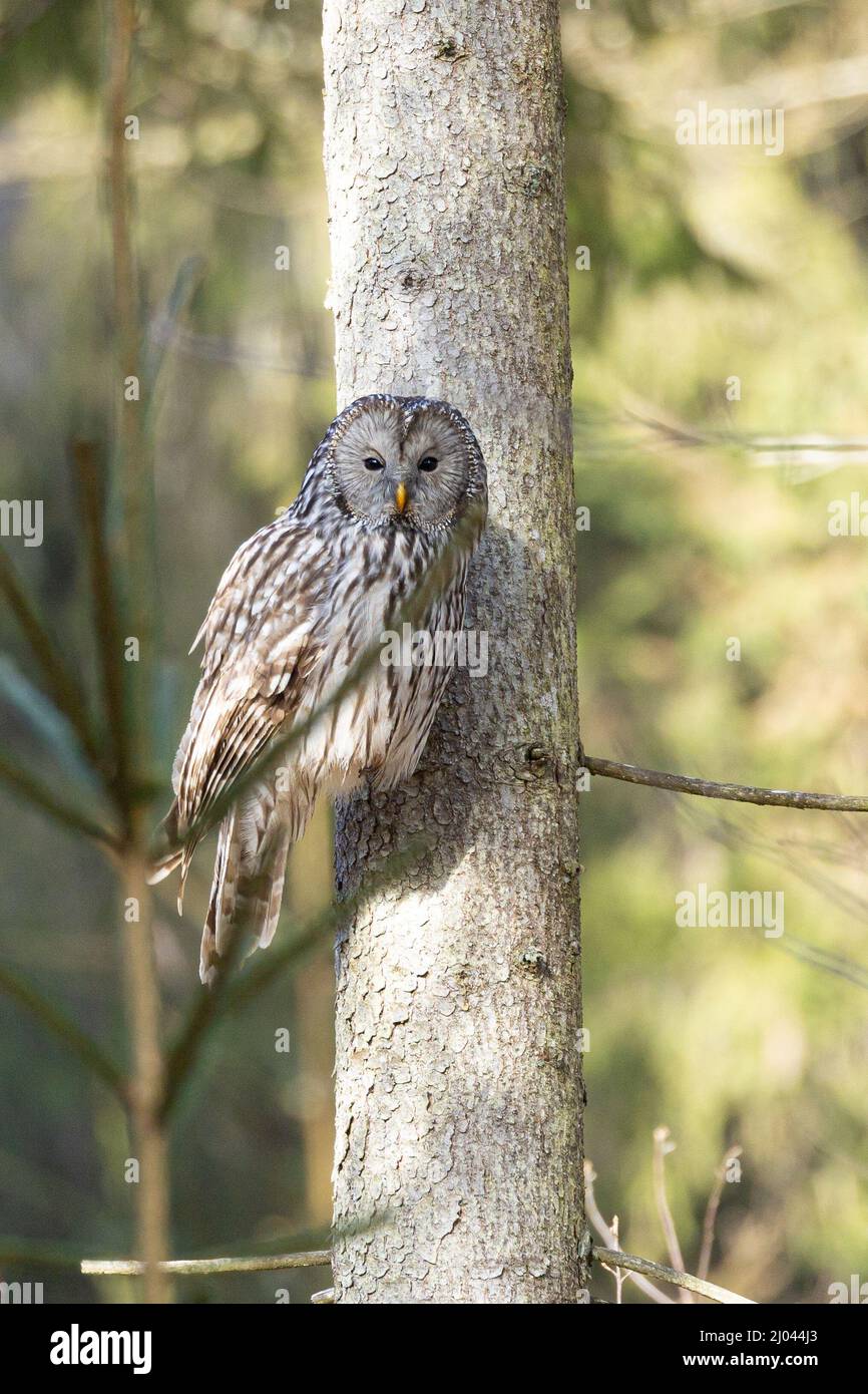 Seltene Wildvögel: Einzelne Ural-Eule ( Strix uralensis ), die in einem Baum sitzt und nach Beute wacht (deutsch: Habichtskauz) Stockfoto