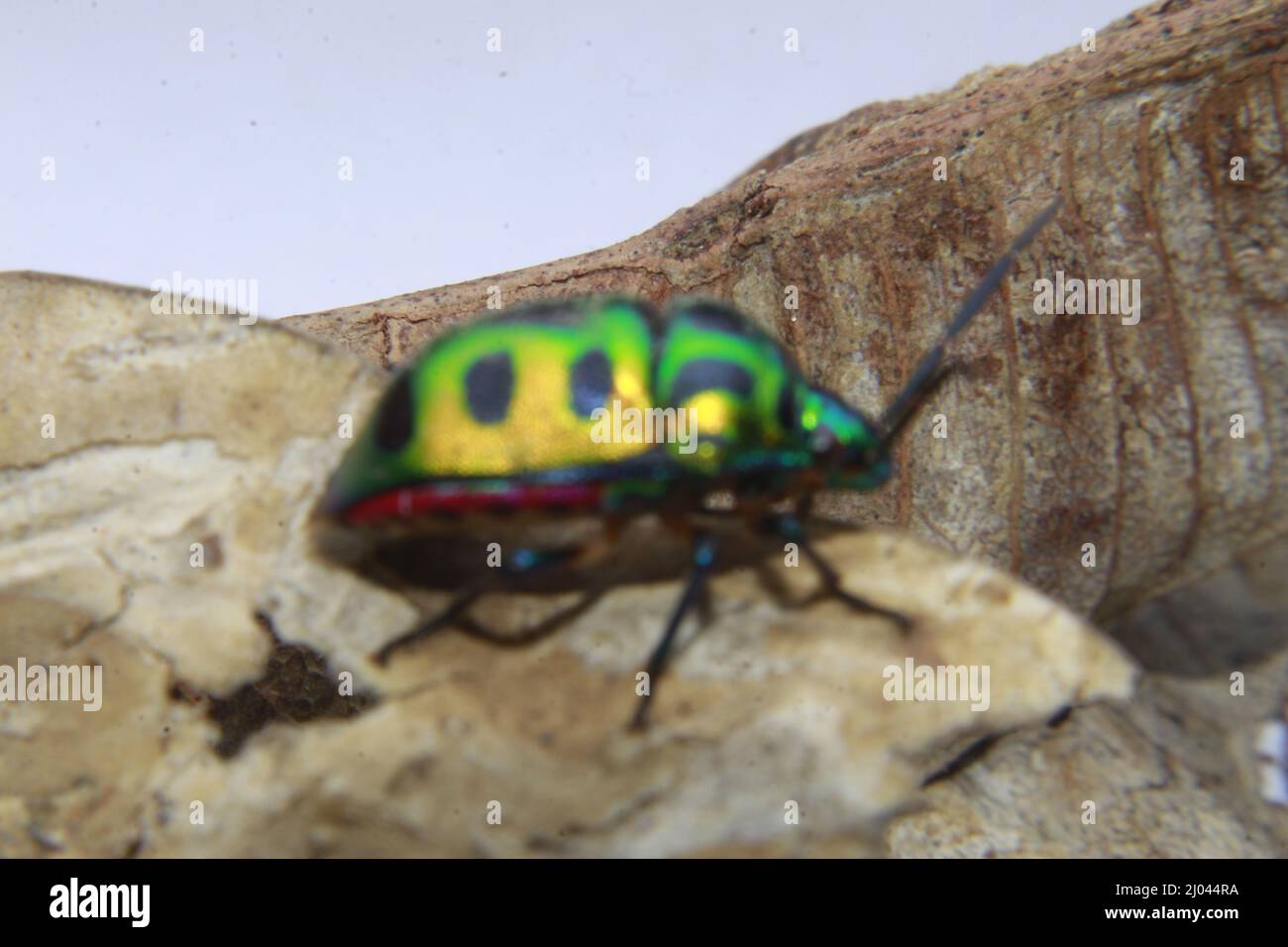 Scutelleridae ist eine Familie von echten Bugs. Sie sind aufgrund ihrer oft brillanten Färbung allgemein als Schmuckkäfer oder metallische Schildkäfer bekannt. Stockfoto