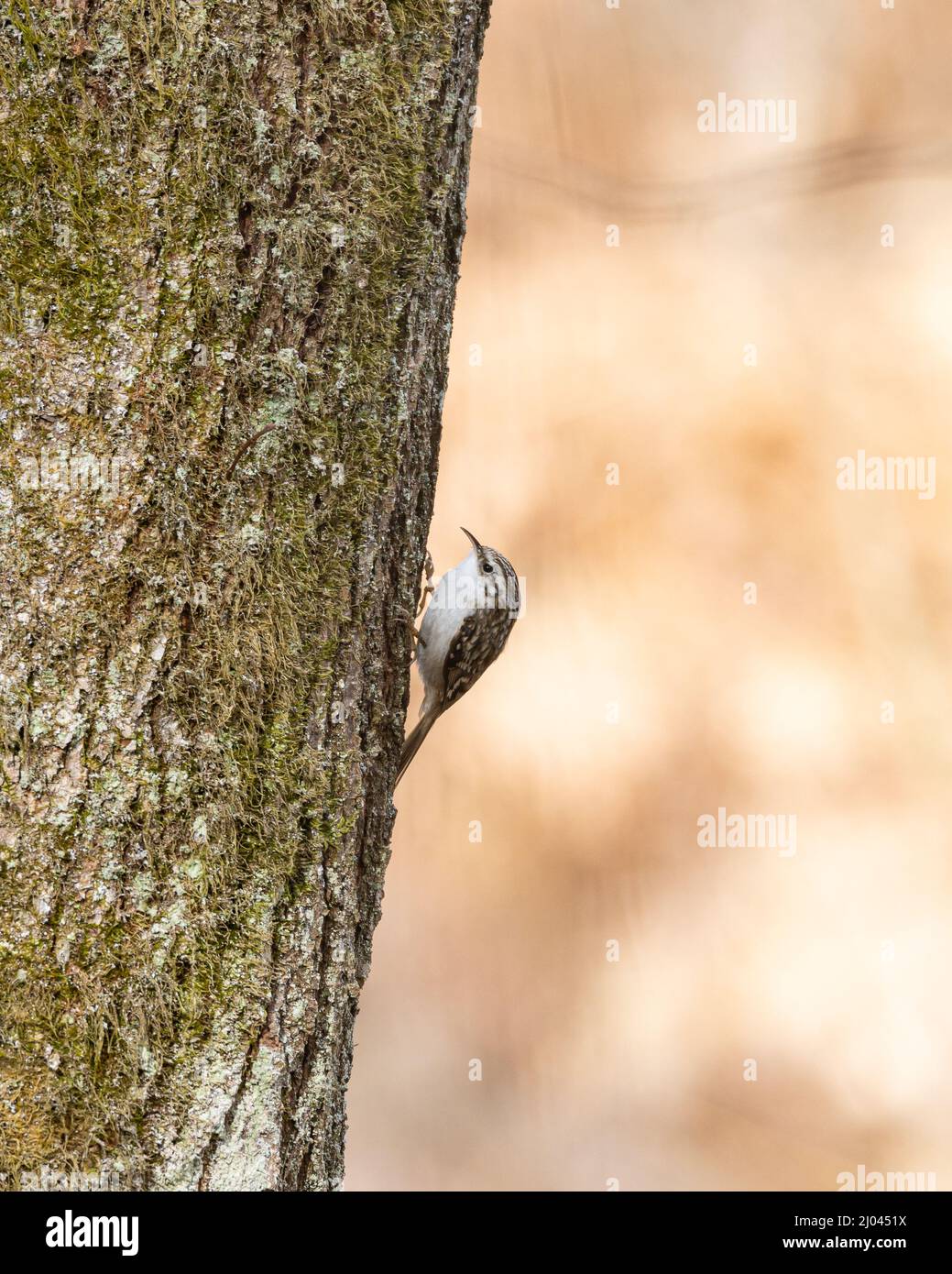 Wildvögel: Eurasischer Baumkäfer oder gewöhnlicher Baumkäfer (Certhia familiaris) auf der Suche nach kleinen Insekten auf einem alten Baum Stockfoto