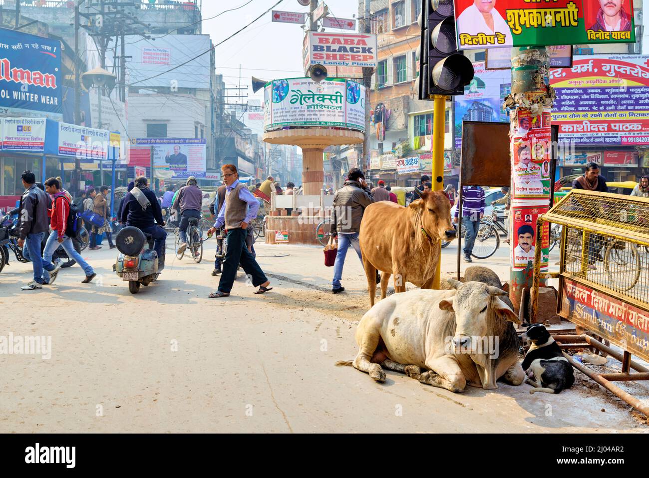 Indien. Varanasi Benares Uttar Pradesh. Heilige Kühe auf den Straßen Stockfoto
