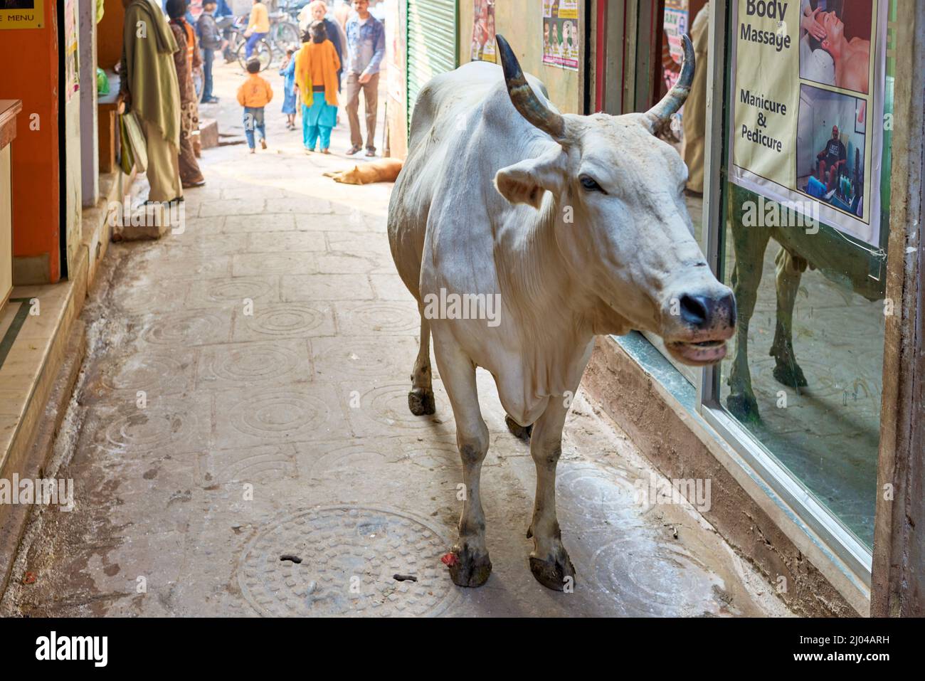 Indien. Varanasi Benares Uttar Pradesh. Heilige Kuh auf den Straßen Stockfoto