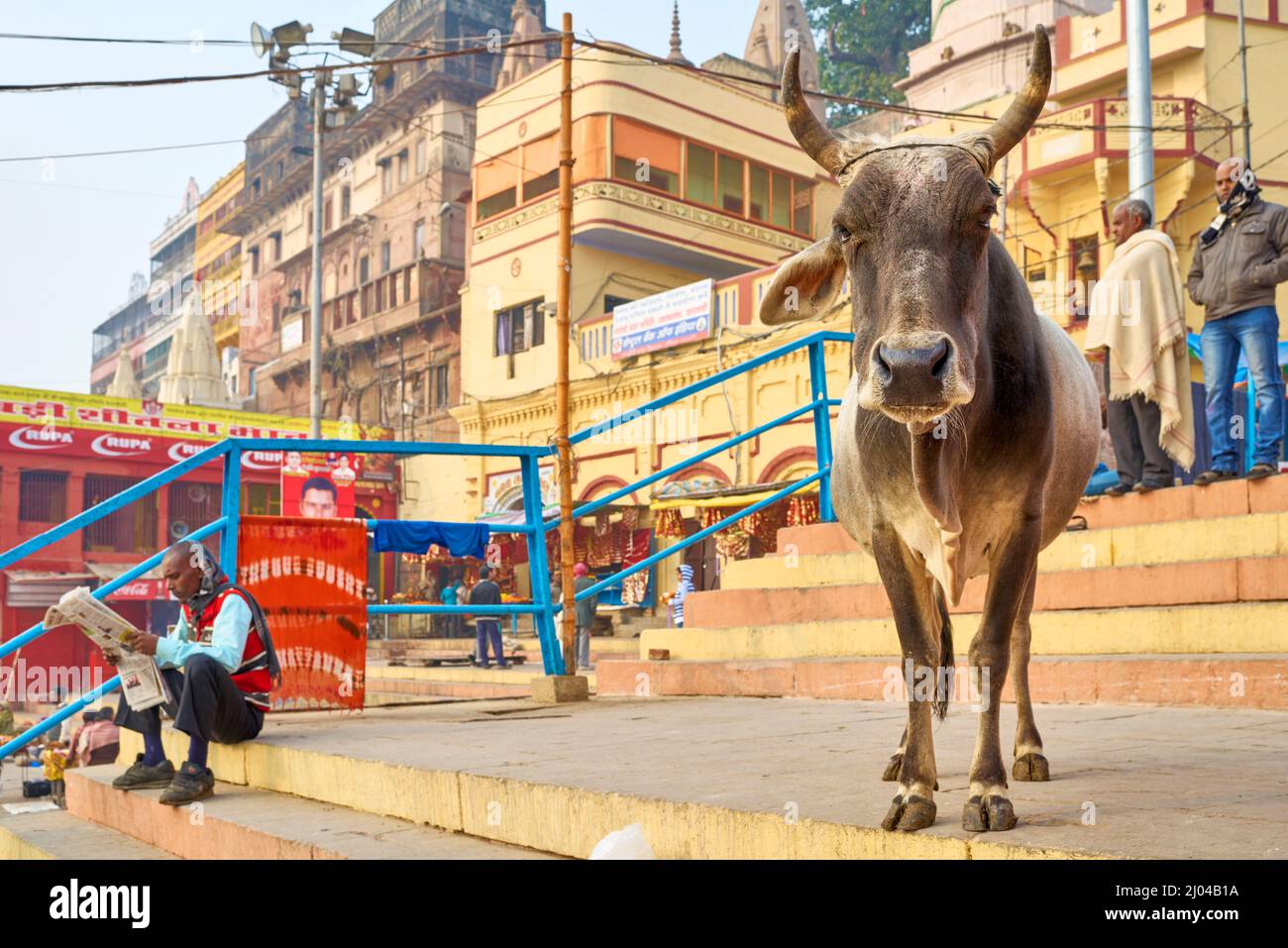 Indien. Varanasi Benares Uttar Pradesh. Heilige Kuh Stockfoto