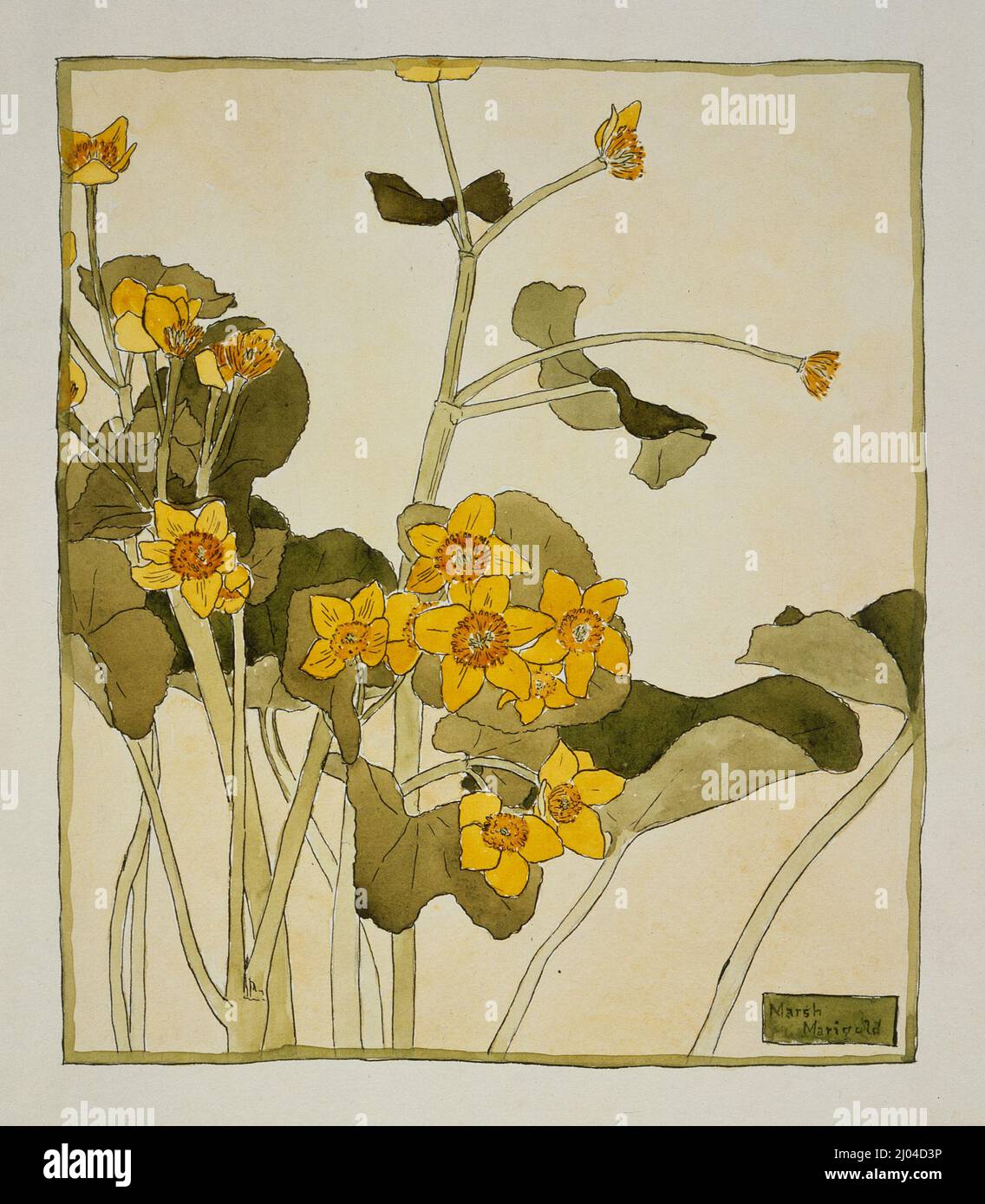 Marsh Marigold. Hannah Borger Overbeck (Usa, 1870-1931). USA, um 1915. Zeichnungen. Aquarell und Tinte auf Papier Stockfoto
