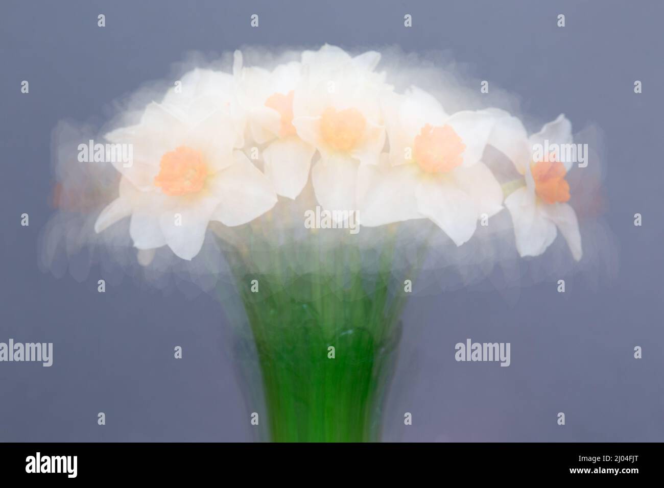 Kunstnarziss narcissi in Vase vor schlichtem Hintergrund - Mehrfachbelichtungen mit der Pep ventosa-Technik in Photoshop kombiniert Stockfoto