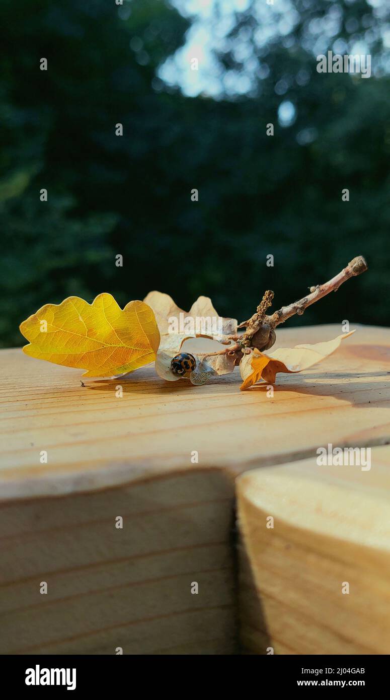 Ein vertikales Nahaufnahme-Foto mit flachem Fokus von Herbstblättern stielt auf einem Holzzaun Stockfoto