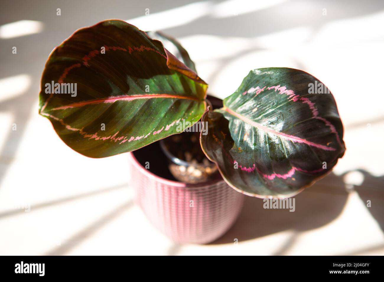 Calathea roseopicta Dottie, Ros rosa Blatt Nahaufnahme auf der Fensterbank  in hellem Sonnenlicht mit Schatten. Topfpflanzen, grne Wohnkultur, Pflege  und Pflege Stockfotografie - Alamy