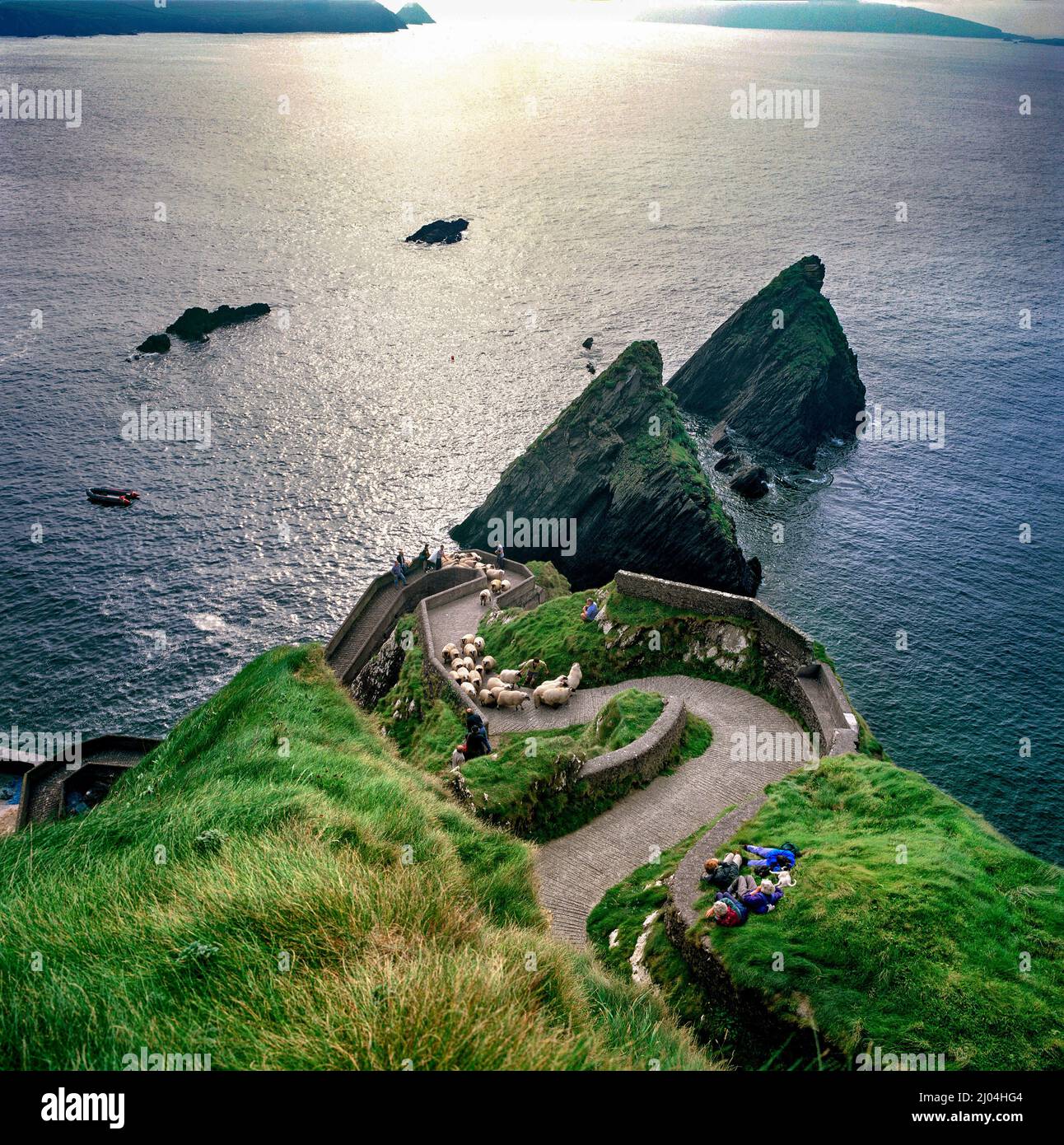 Entladen von Schafen von einem Boot im Dunquin Harbour, Dingle Peninsula, County Kerry, Irland Stockfoto