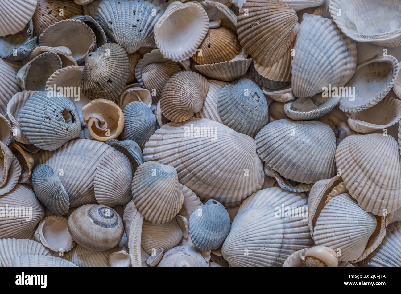 Verschiedene Größen Formen und farbige Muscheln aus dem Meer stapeln sich auf einem weißen Hintergrund und schauen aus der Nahaufnahme nach unten, um Textur und Hintergrund zu erhalten Stockfoto