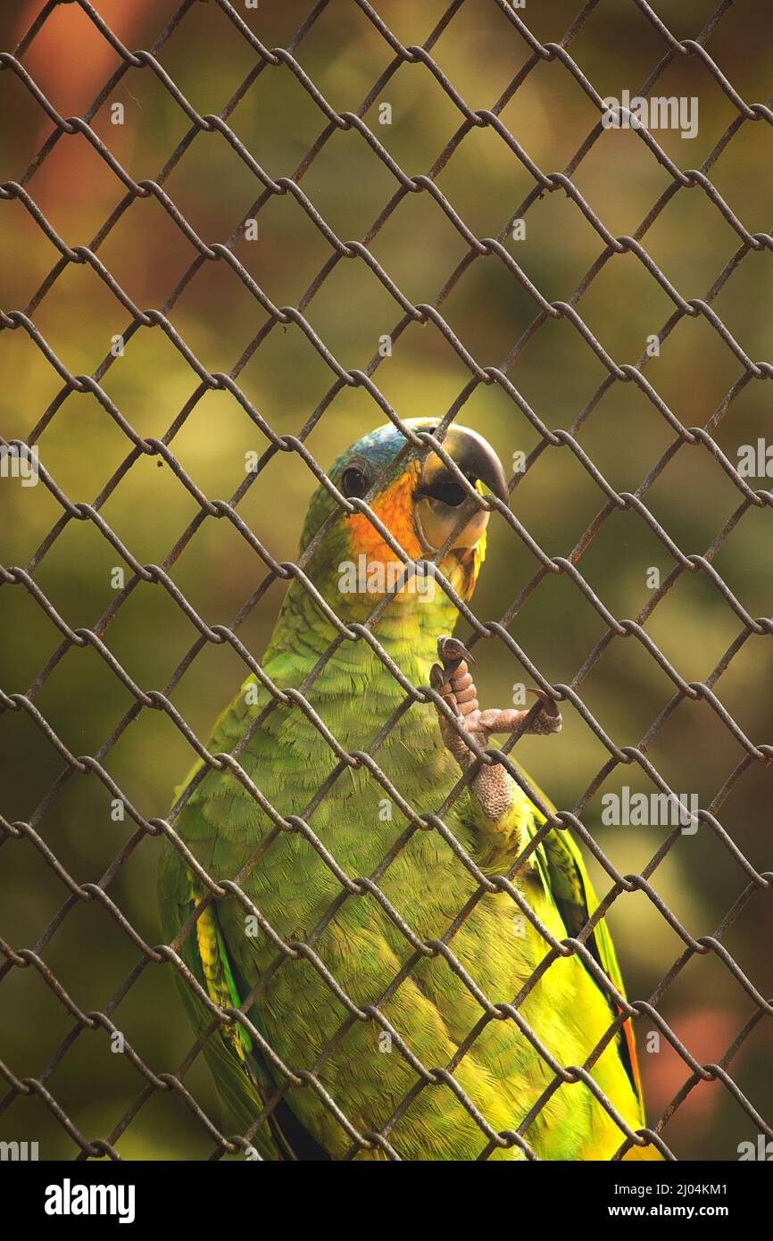 Animais silvestres e suas belezas naturais. Cores e texturas orgânicas da natureza exótica sobre a lente. João Pessoa, PB, Brasilien. Natureza em detalhe. Stockfoto