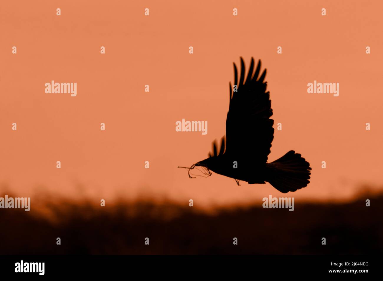 Krähe in Silhoueten fliegen mit Zweigen in Bill ein rötlich rosa getönten Hintergrund Himmel und dunkel niedrige Vegetation. Zeigt Flügelspitzen-Federn und einen breiten Schwanz Stockfoto