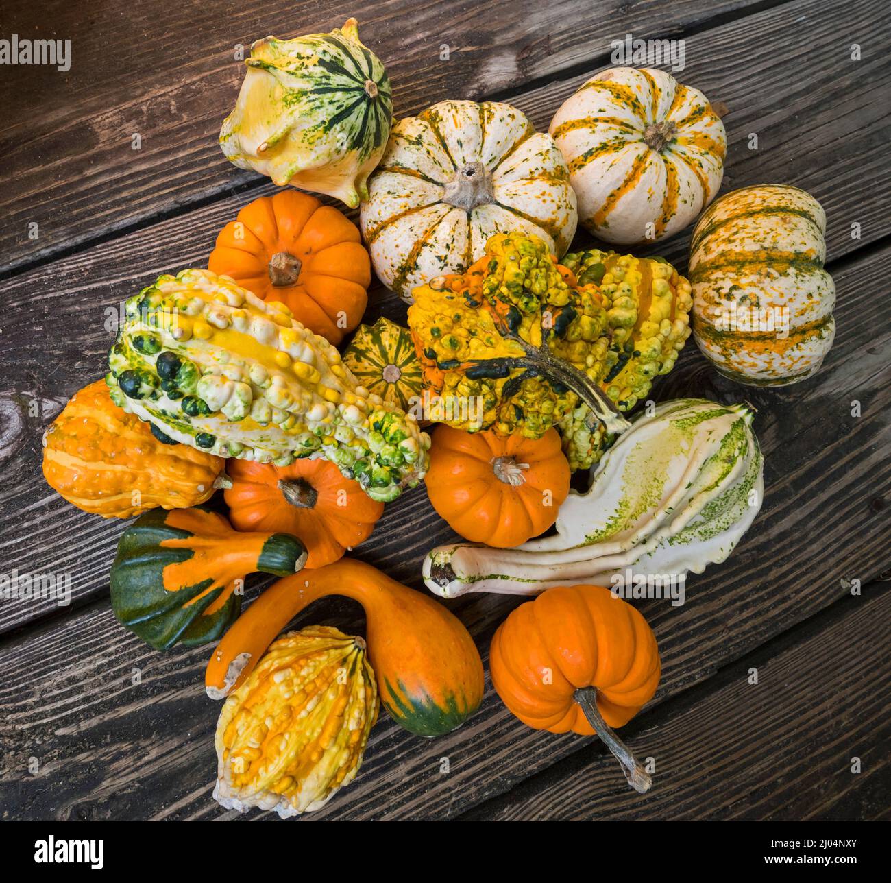 Dekorative und dekorative Kürbisse sind ungewöhnlich und schön geformte Mitglieder der Kürbisse-Familie, hergestellt.während der Herbst- und Herbstsaison. Stockfoto
