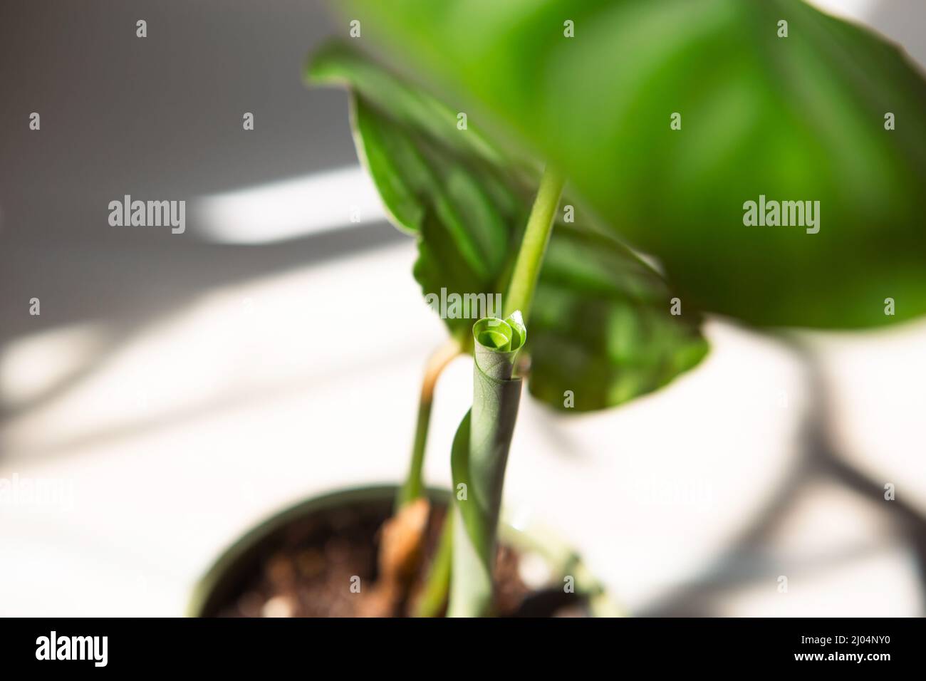 calathea spitzen braun Calathea Ornata Sanderiana online kaufen – MyZimmerpflanze.de main image 1
