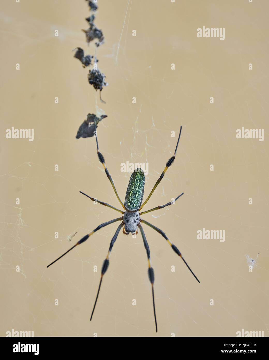 Die Spinne Nephila, die aufgrund der Farbe ihres Netzes als goldene