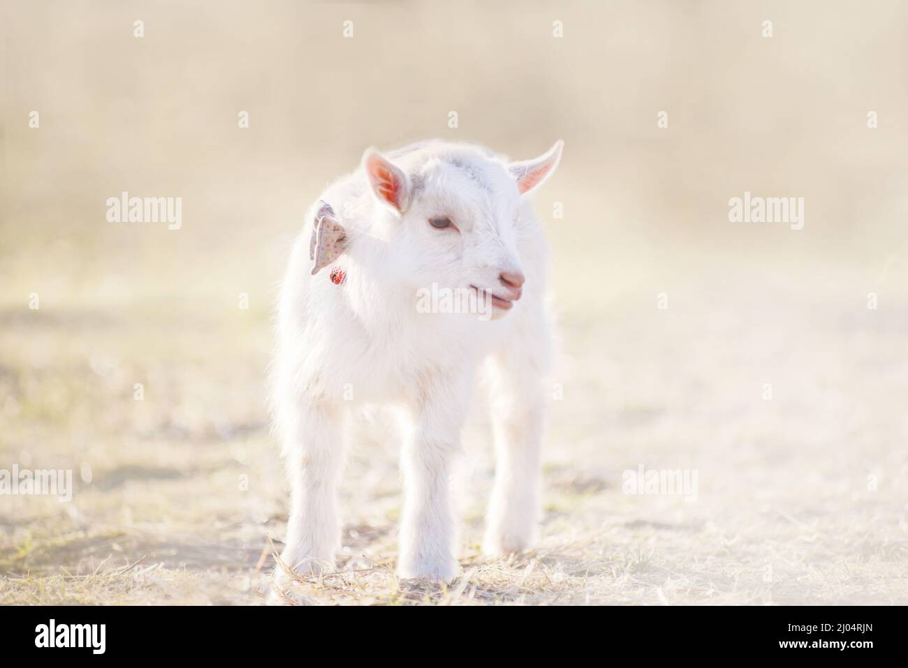Baby Ziege mit Bogen und Glocke auf der Farm Stockfoto