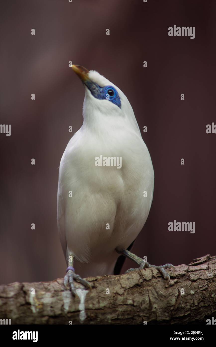 Bali Myna Vogel Eingeborener in Bali Stockfoto