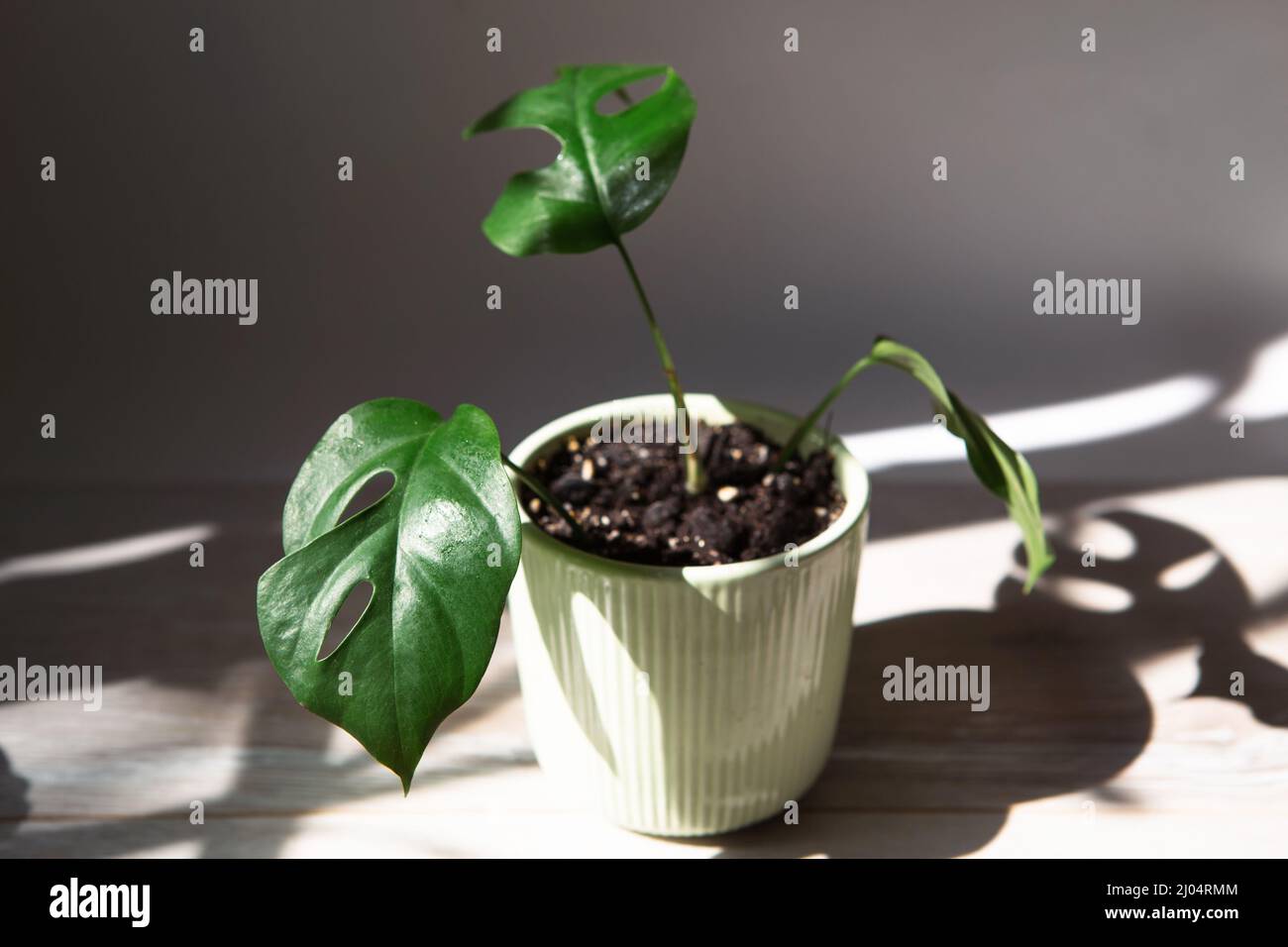 philodendron dunkel Philodendron hastatum 'Silver Sword' main image 1
