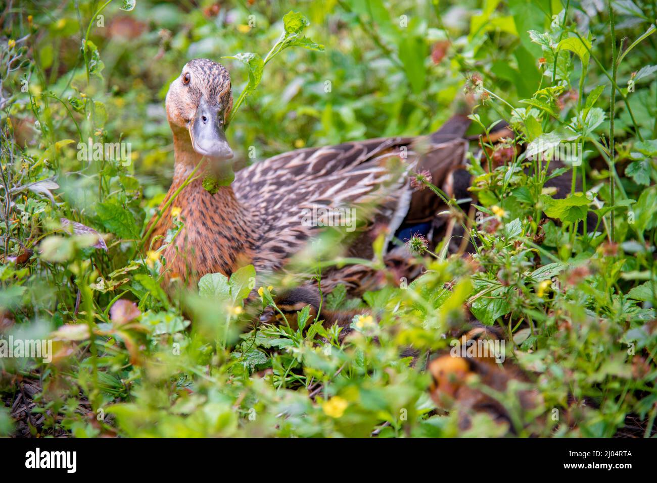 Canne dans le jardin Stockfoto