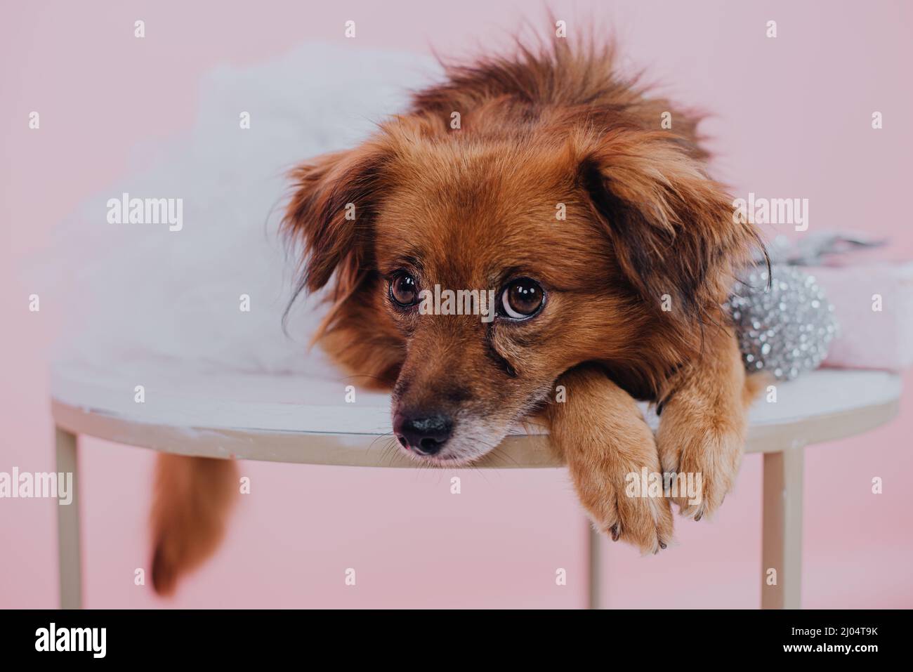 Roter Hund im Kleid mit großen Augen Stockfoto