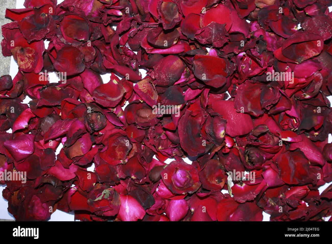 Dunkelrote getrocknete Rose duftende Blütenblätter aus der Nähe, dunkelrote getrocknete Rose Blume auf trockenen duftenden Blütenblättern weichen Hintergrund. Stockfoto