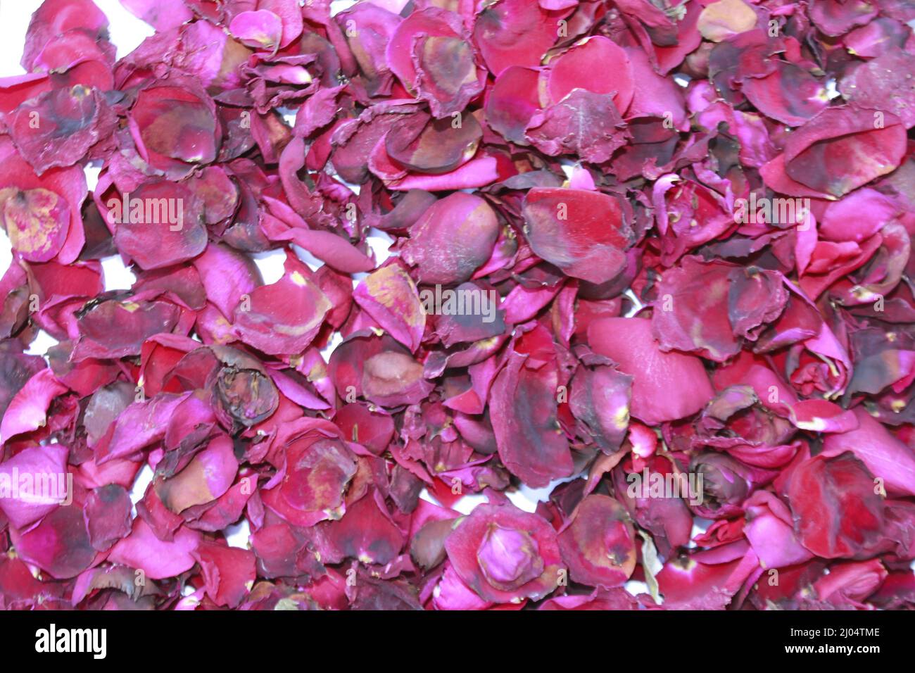 Dunkelrote getrocknete Rose duftende Blütenblätter aus der Nähe, dunkelrote getrocknete Rose Blume auf trockenen duftenden Blütenblättern weichen Hintergrund. Stockfoto