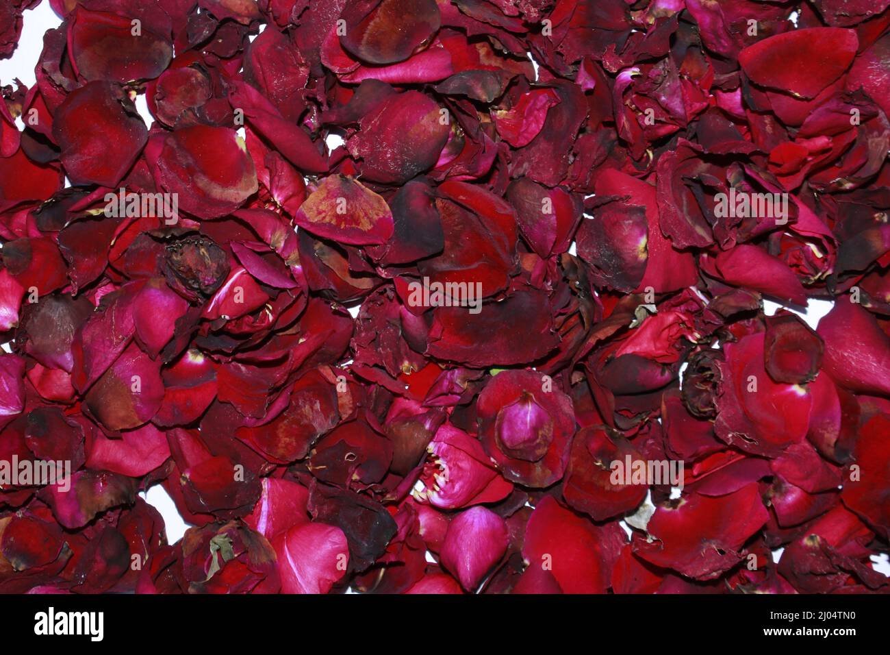 Dunkelrote getrocknete Rose duftende Blütenblätter aus der Nähe, dunkelrote getrocknete Rose Blume auf trockenen duftenden Blütenblättern weichen Hintergrund. Stockfoto