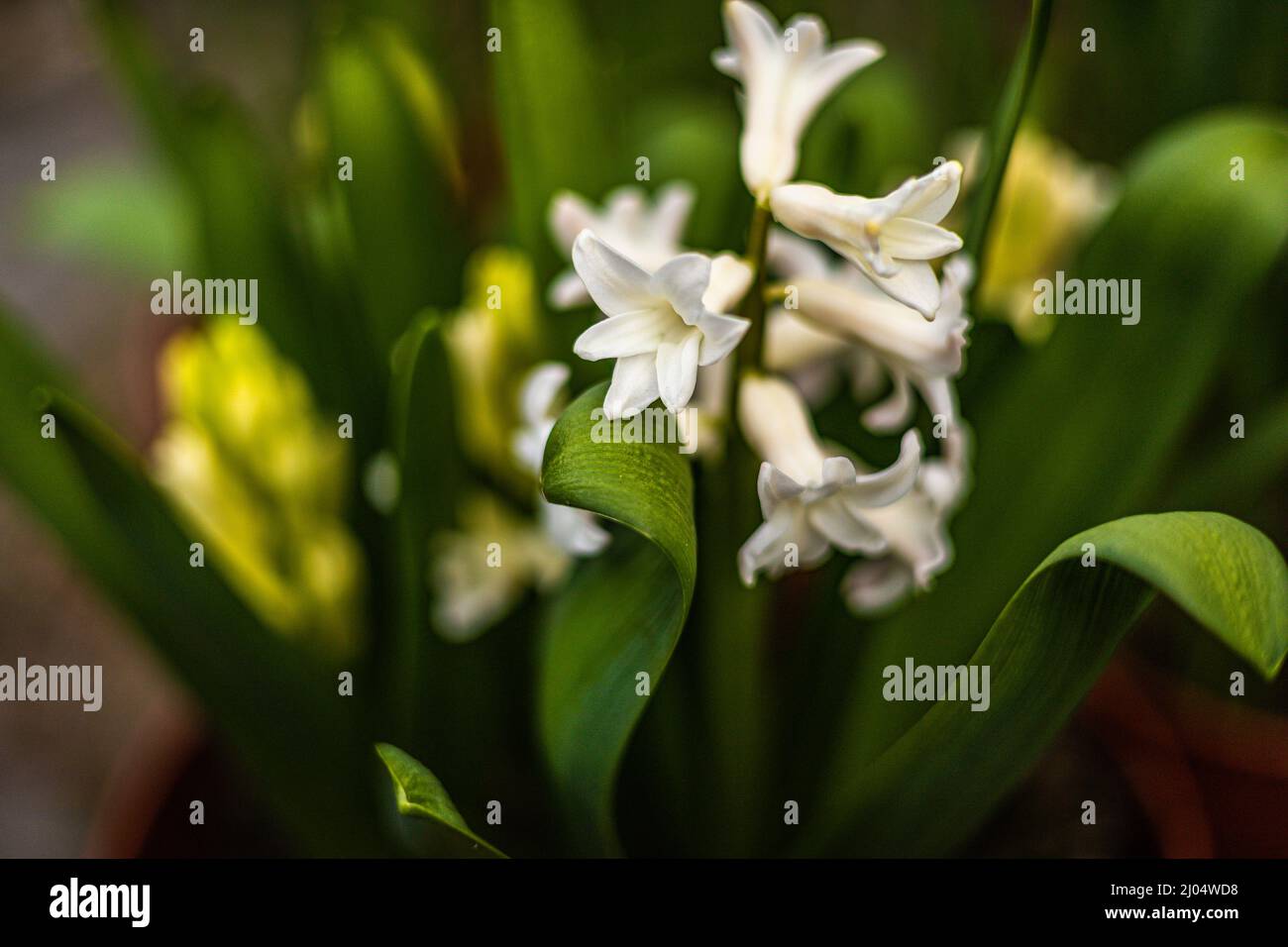 Duftender Hyacinthus Aiolos. Hyazinthe Aiolos weiß blüht mit grünem Umreifungsband in einem Topf Stockfoto