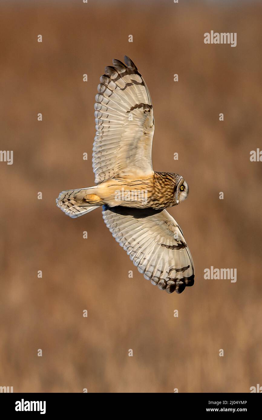 Vertikale Aufnahme mit flachem Fokus einer kurzohrigen Eule, die am Himmel fliegt Stockfoto