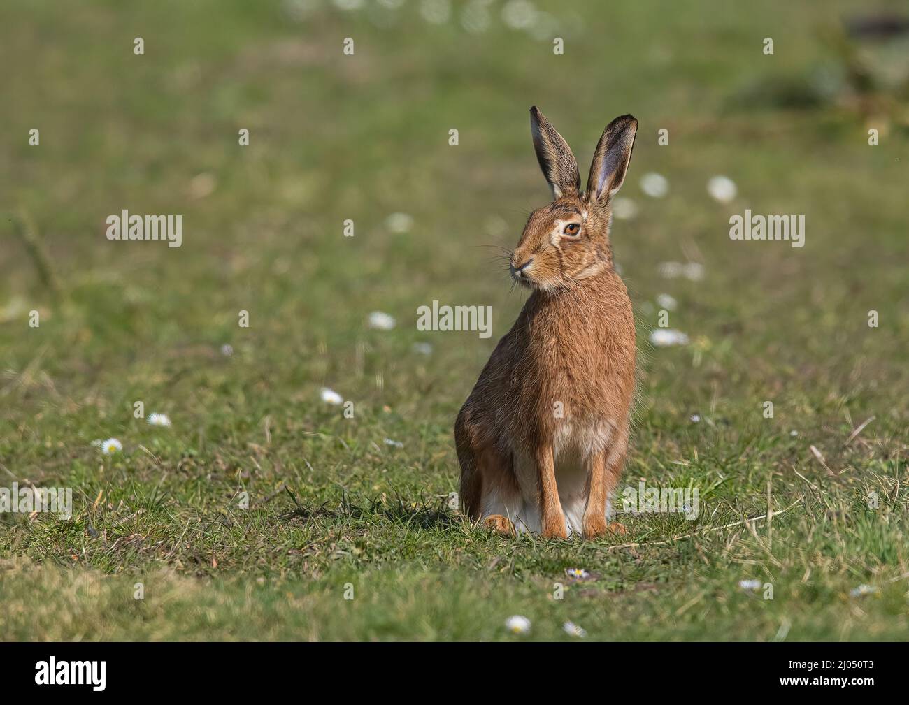Ein wilder brauner Hasen, der zwischen den Gänseblümchen sitzt. Eine detailreiche Aufnahme mit riesigen Ohren, Pelzdetails und schönen orangefarbenen Augen. Suffolk, Großbritannien Stockfoto