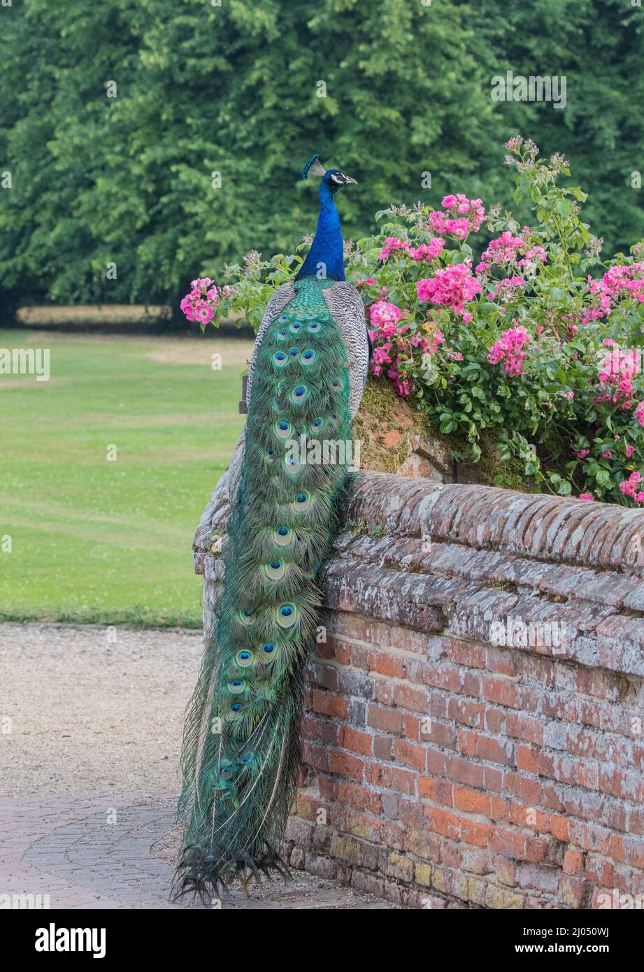 Eine Nahaufnahme eines wunderschönen blauen Pfaus, der seine spektakulären Schwanzfedern an einer Wand in einer eleganten ländlichen Umgebung zeigt. Suffolk, Großbritannien Stockfoto