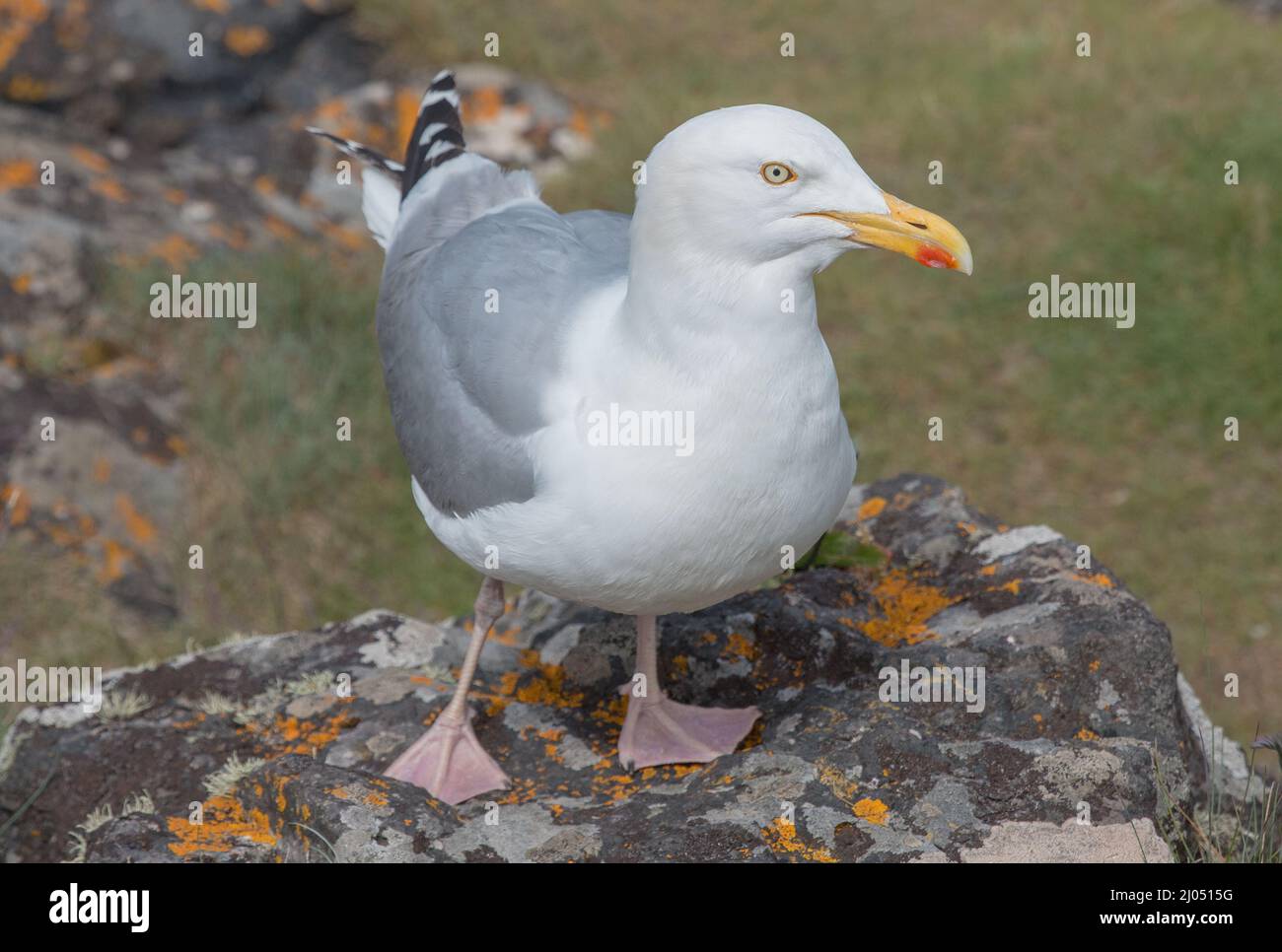 Eine Nahaufnahme einer Herringmöwe auf einem Felsen, die direkt auf die Kamera schaut. Es zeigt seine rosa Webbeet Feeet und bunten Schnabel . Northumberland, Großbritannien Stockfoto