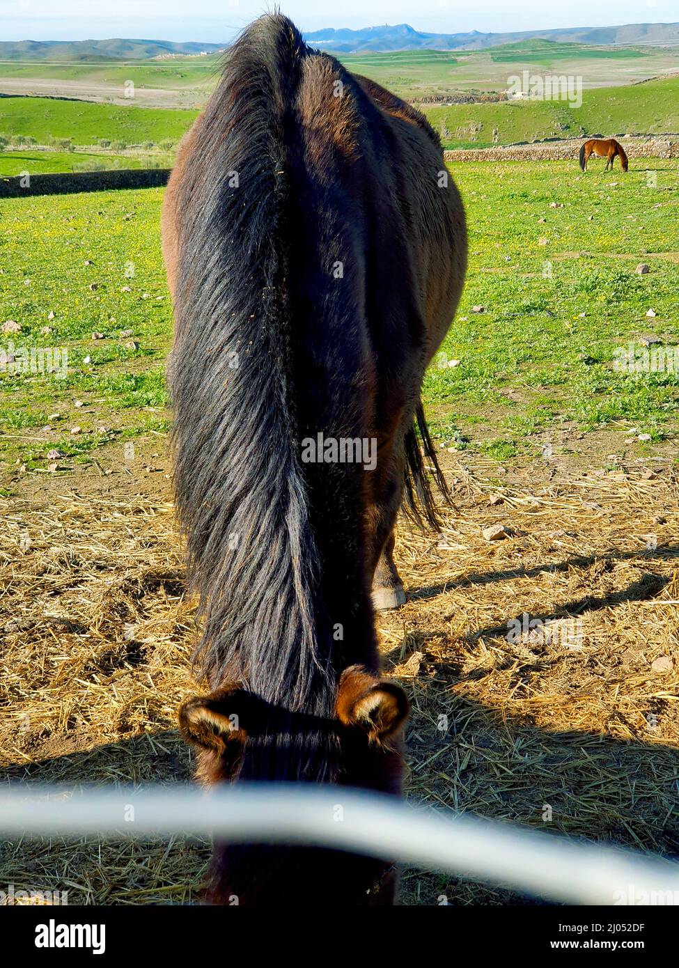 Ein braunes und schwarzes Pferd, das an einem sonnigen Tag auf dem Land grast Stockfoto