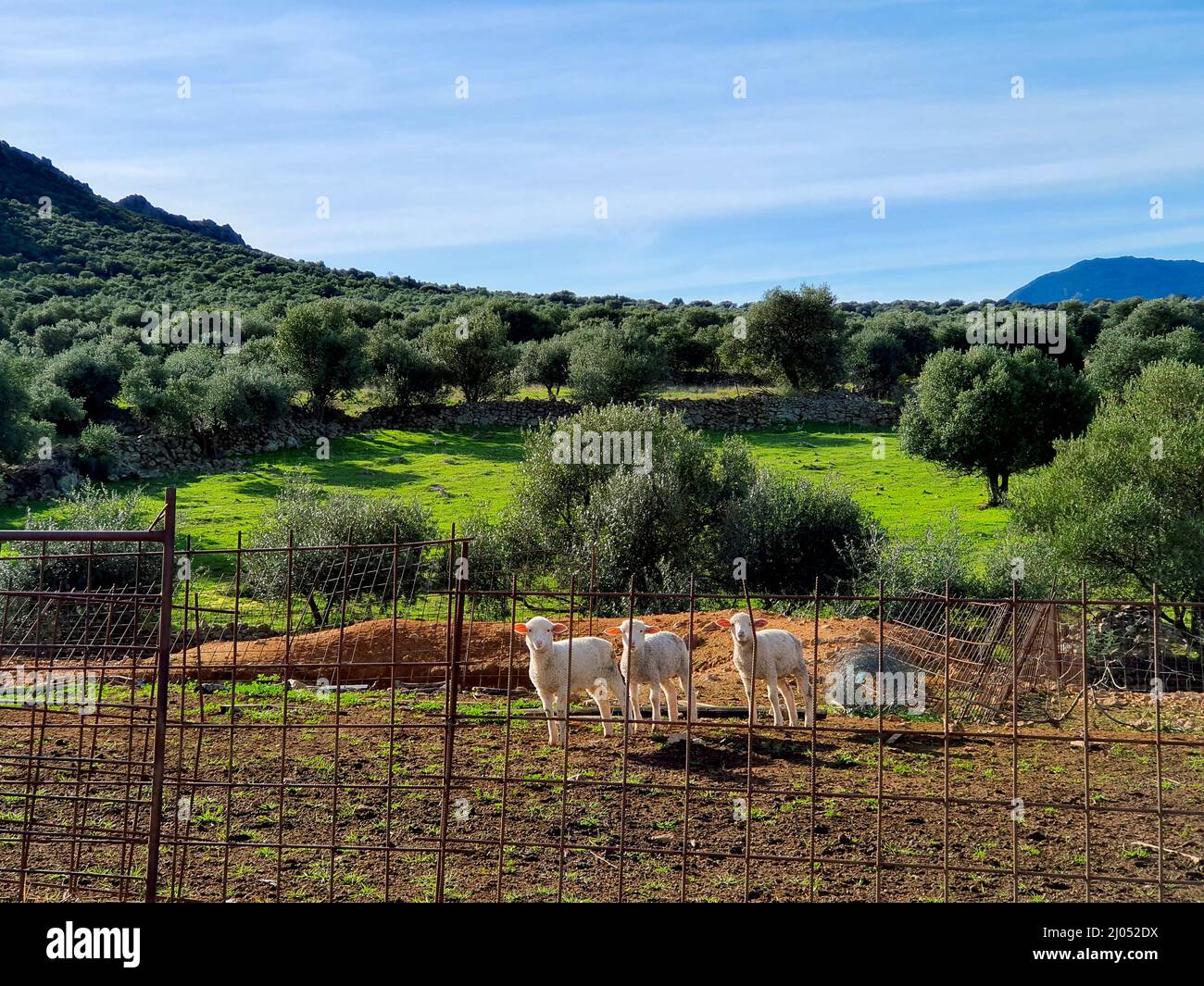 Horizontales Foto von drei weißen Lämmern, die auf dem Land die Kamera betrachten Stockfoto