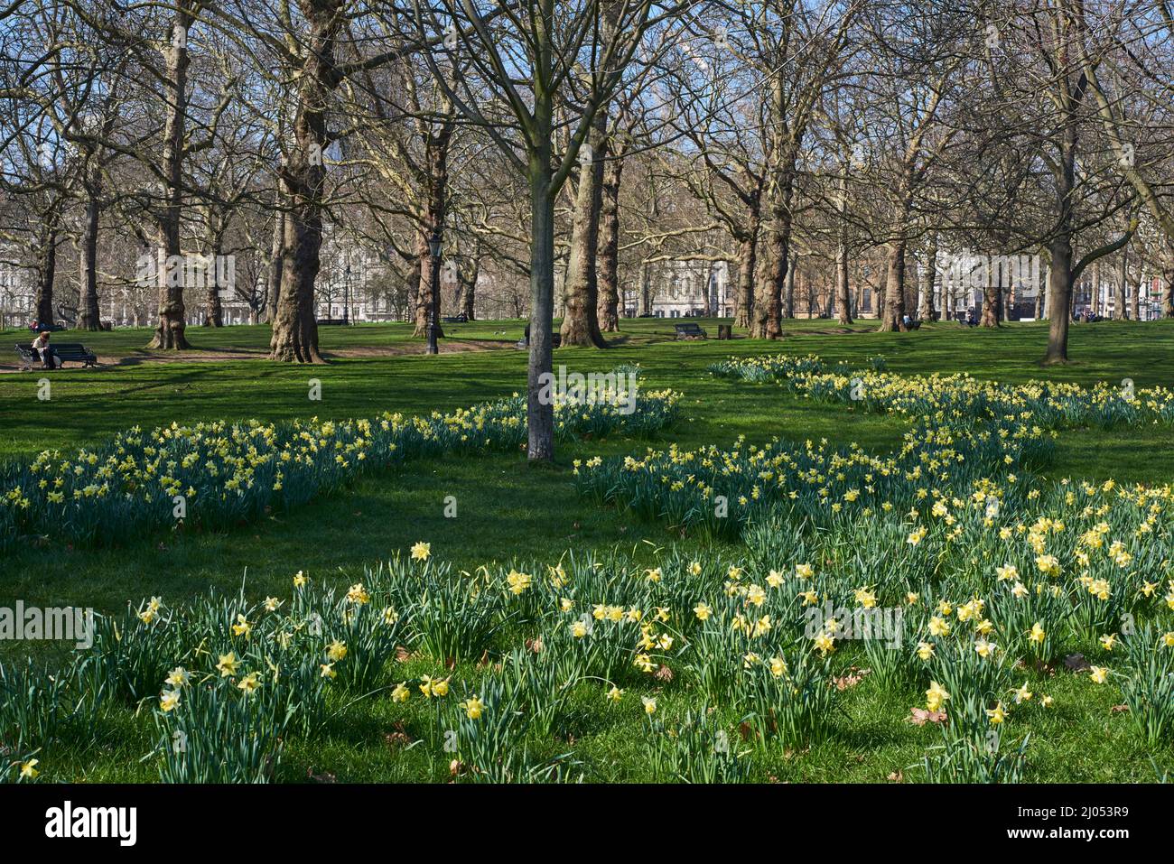 Narzissen im Frühling im Green Park, im Zentrum von London, Großbritannien Stockfoto