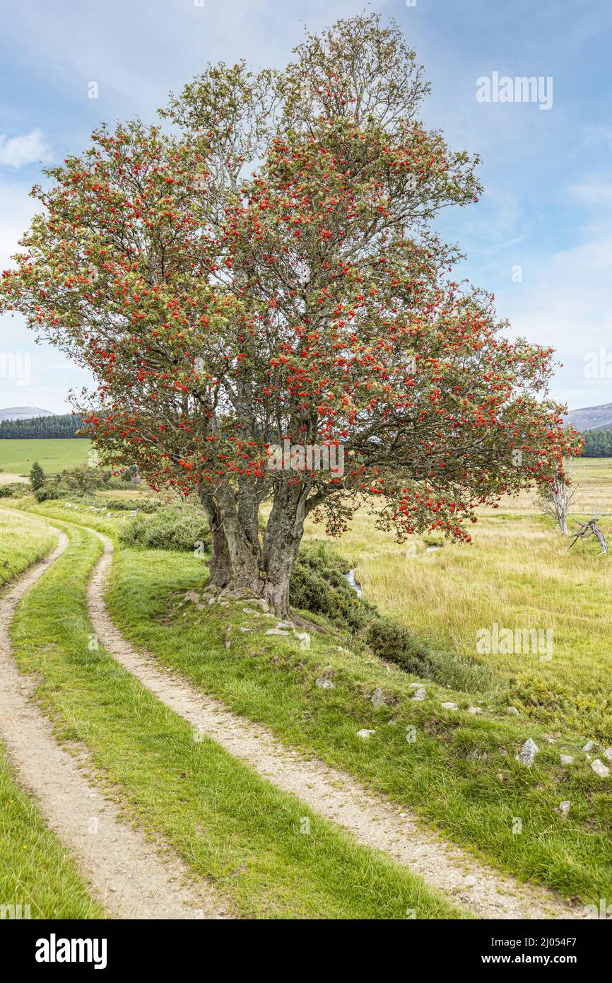 Ein reifer Rowan-Baum (Bergasche) mit Beeren in den Braes of Glenlivet in der Nähe von Tomintoul, Moray, Schottland, Großbritannien. Stockfoto