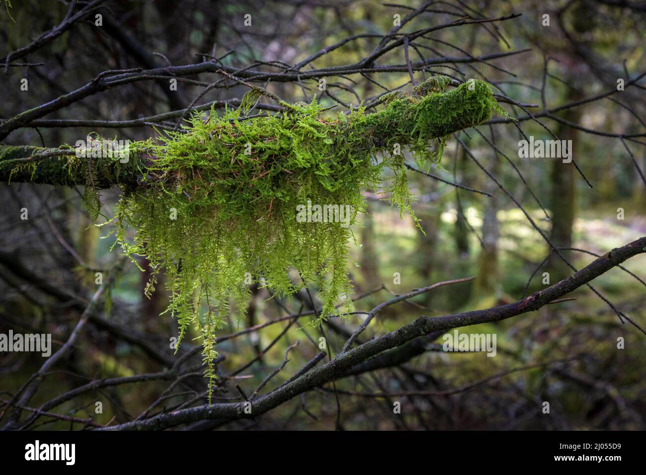 Hängendes Moos, das auf einem Baumzweig im Whinlatter Forest, Lake District, England wächst Stockfoto