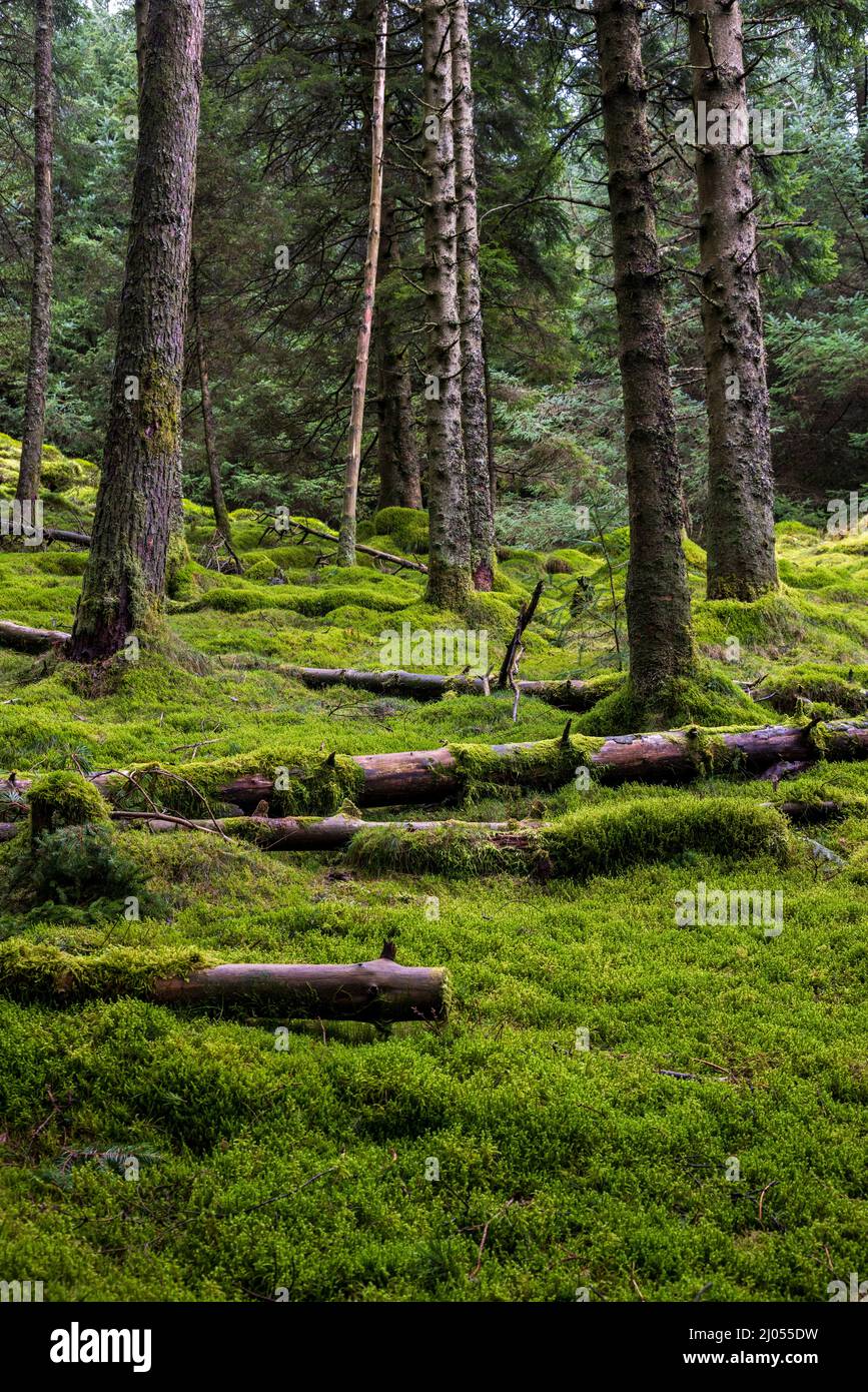 Der moosbedeckte Waldboden im Whinlatter Forest, Lake District, England Stockfoto