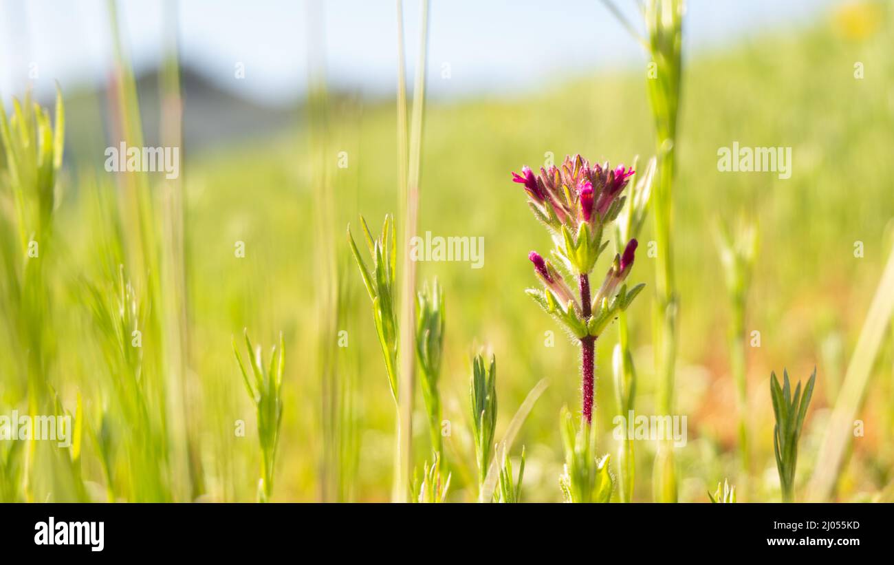 wilde Blumen Stockfoto