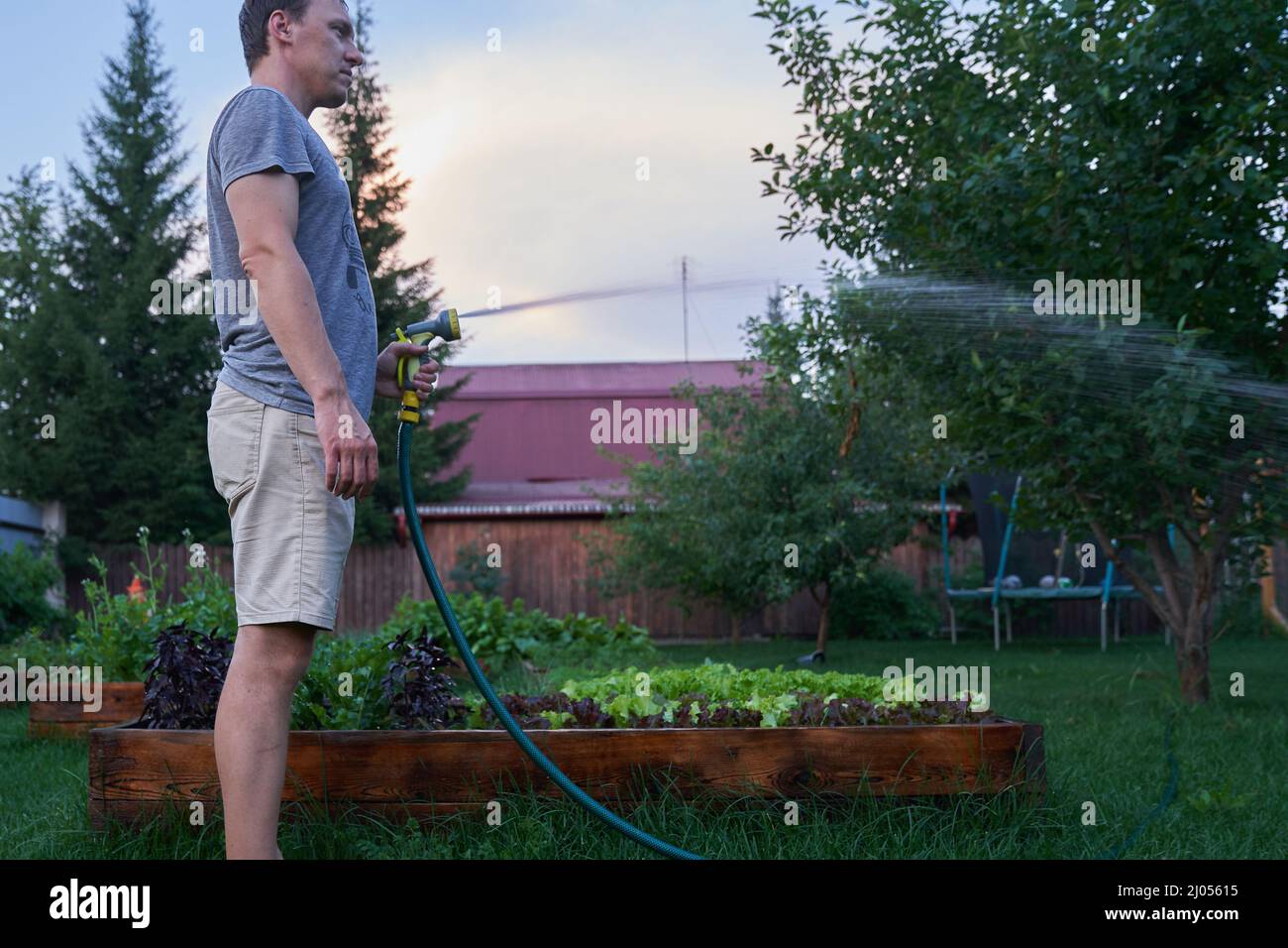 Wasserstrahlspritzen bei Tageslicht. Ein Mann baut im Garten Pflanzen im Freien an. Garten- und Hobbykonzept. Hochwertige Fotos Stockfoto