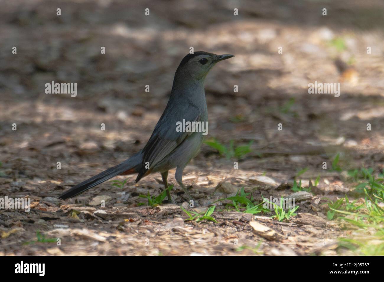 Ein grauer Welsel auf dem Boden. Stockfoto
