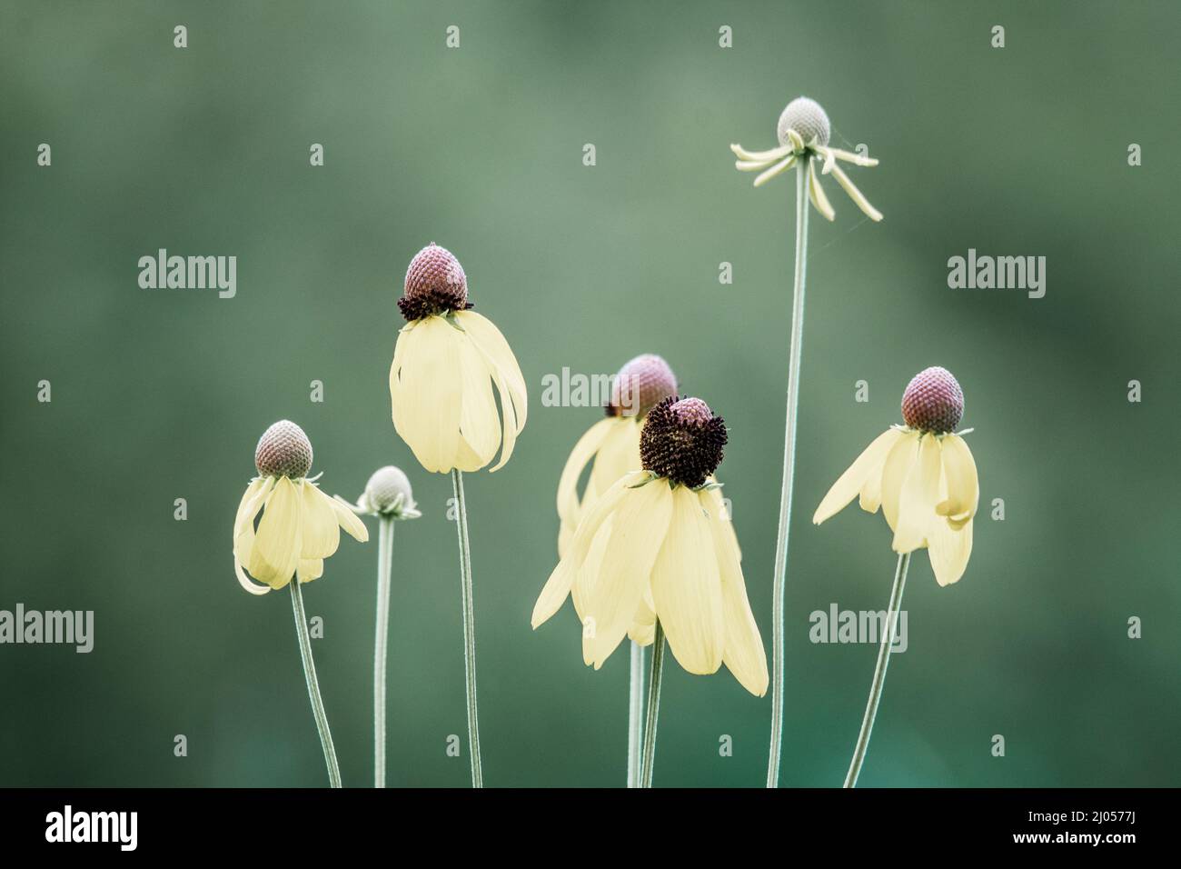 Gelbe Koneblüten in verschiedenen Phasen der Blüte. Stockfoto