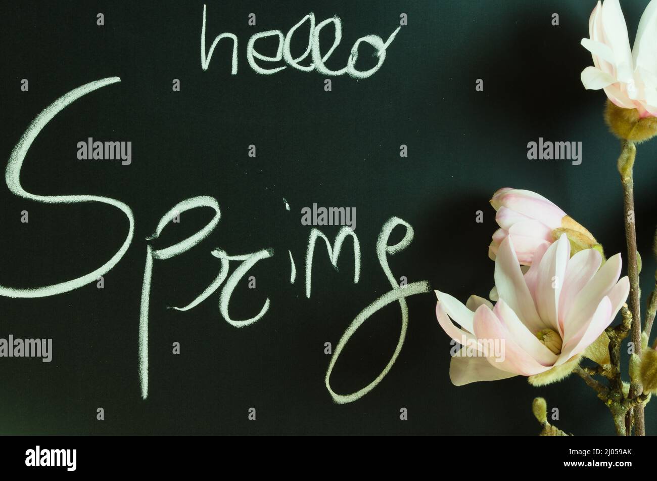 'hello spring' geschrieben mit weißer Kreide auf Kreidetafel, rechts Magnolienblüten Stockfoto