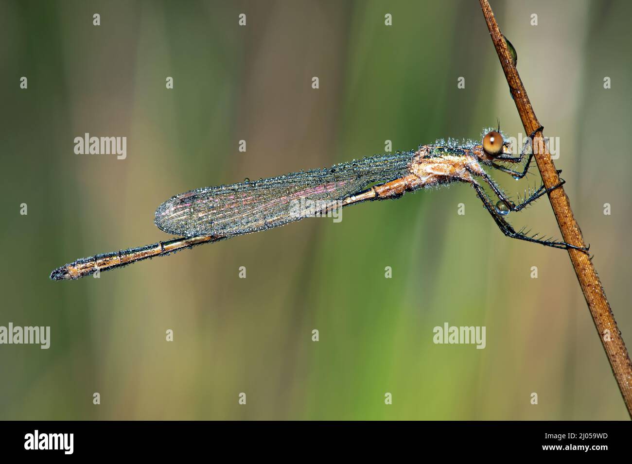 Smaragddamselfly (lestes sponsa), bedeckt mit glitzerndem Morgentau Stockfoto