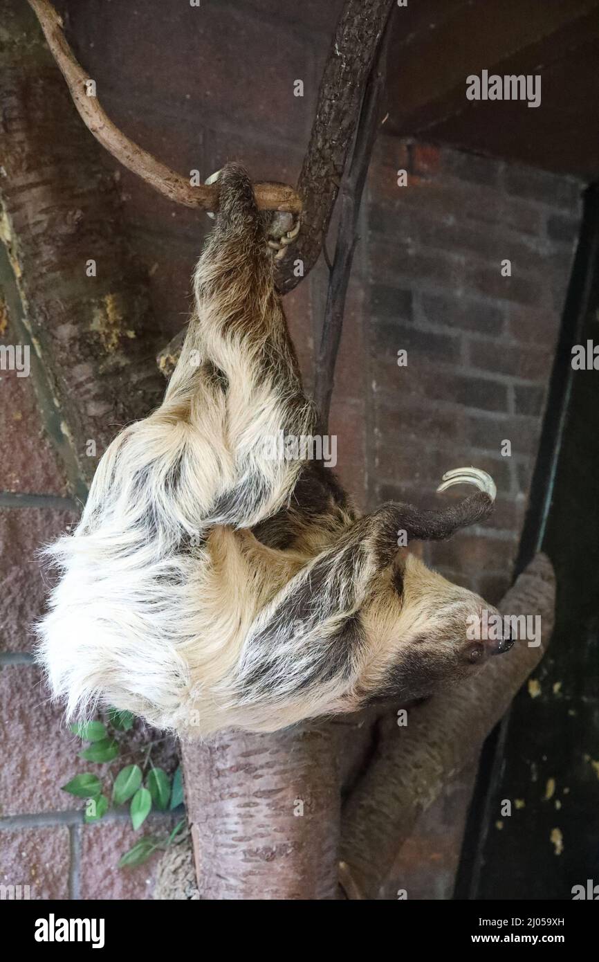 Faultier hängt kopfüber im Londoner Zoo, Regents Canal, London, Großbritannien Stockfoto
