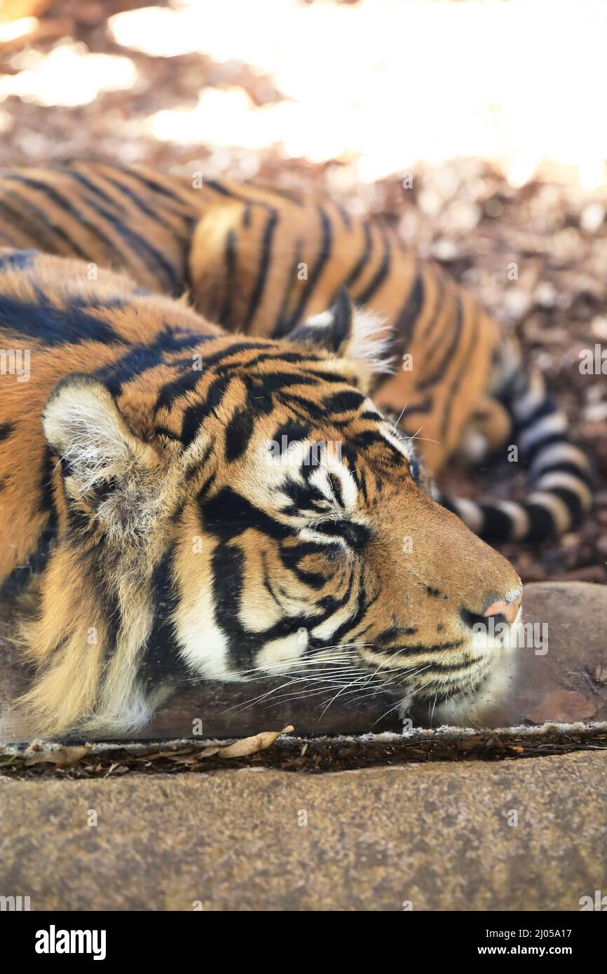 Asim, männlicher Sumatratiger, der in seinem Gehege im London Zoo, Großbritannien, schläft Stockfoto