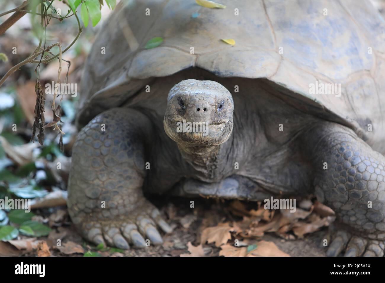 Riesenschildkröten, die ihre neuen Riesen im Galapagos-Haus im Londoner Zoo, Großbritannien, genießen Stockfoto