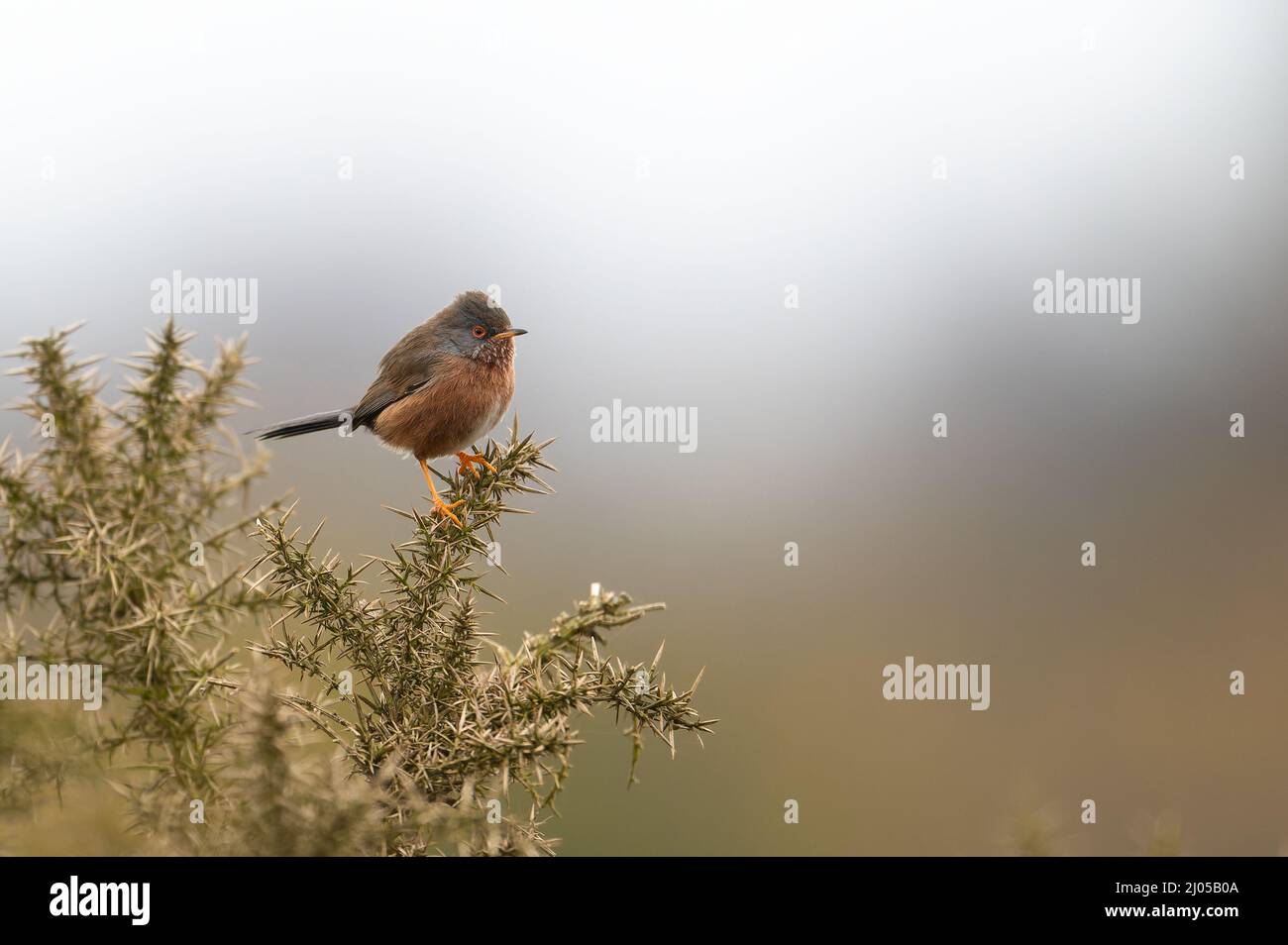 Männliche Dartford-Waldsänger Sylvia undata thronte auf einem Ginsterbusch auf einem norfolkischem Heidegebiet in Großbritannien. Stockfoto