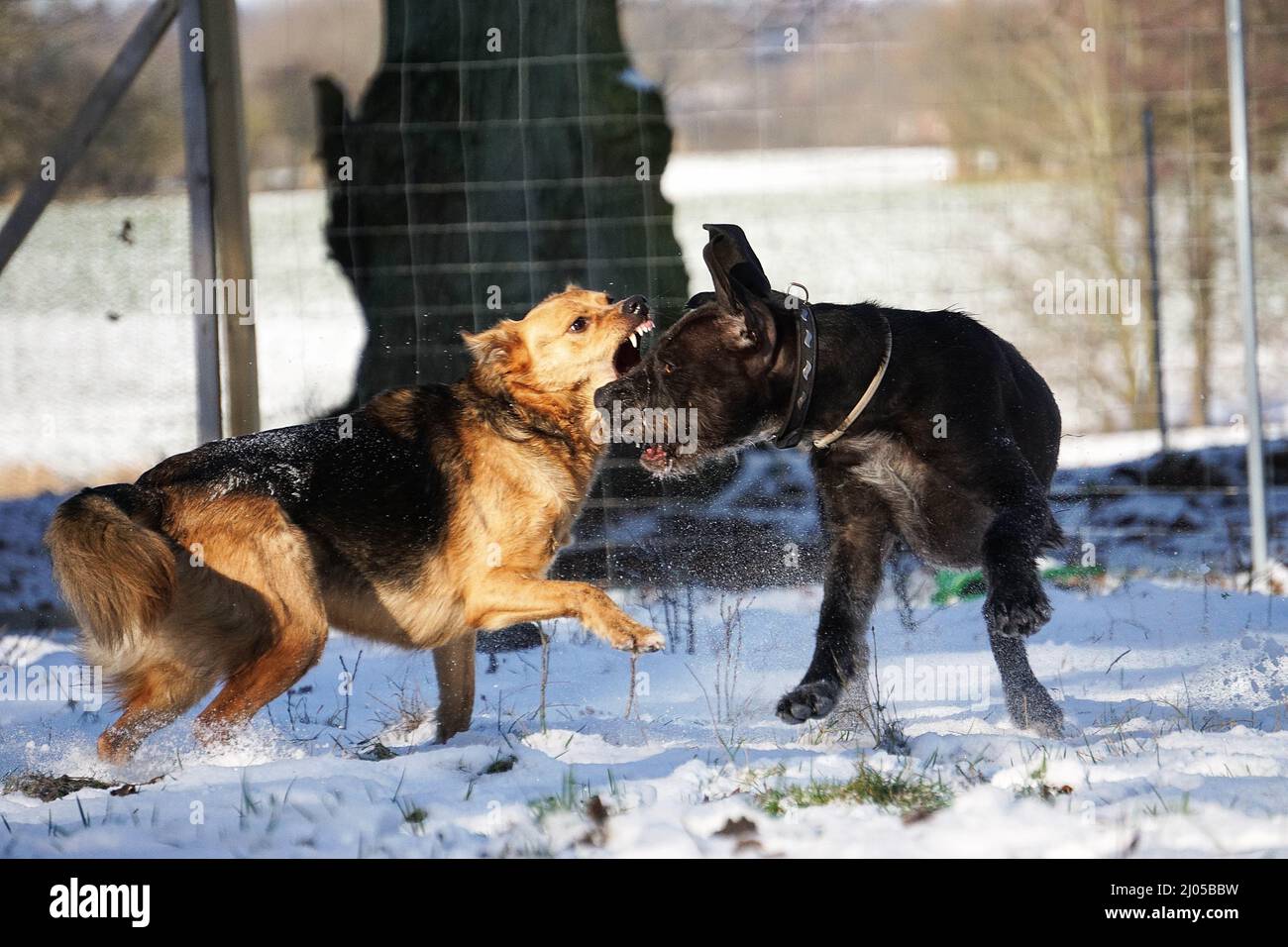 Große wütende Hunde kämpfen und bellen in einem verschneiten Hof mit einem Metall gewebten Zaun im Hintergrund Stockfoto