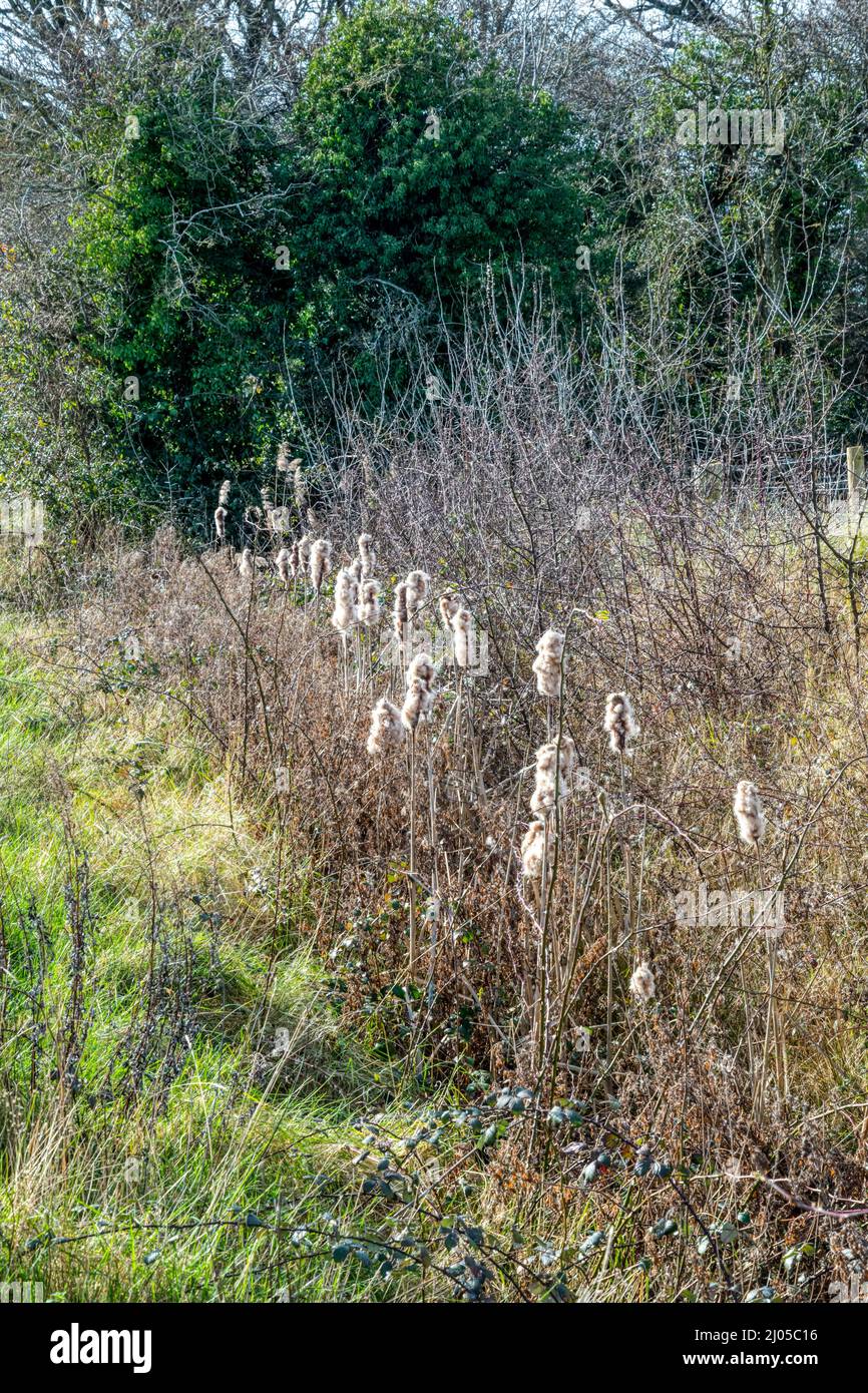 Alte Samenköpfe von Binsen, Typha latifolia, wachsen in einem Norfolk-Graben. Stockfoto